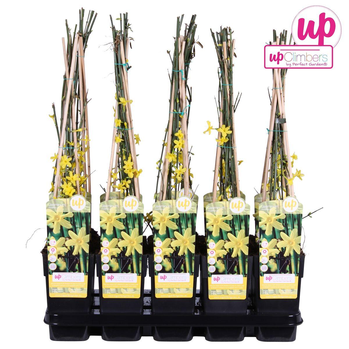 Jasminum nudiflorum -?65cm - Ø15