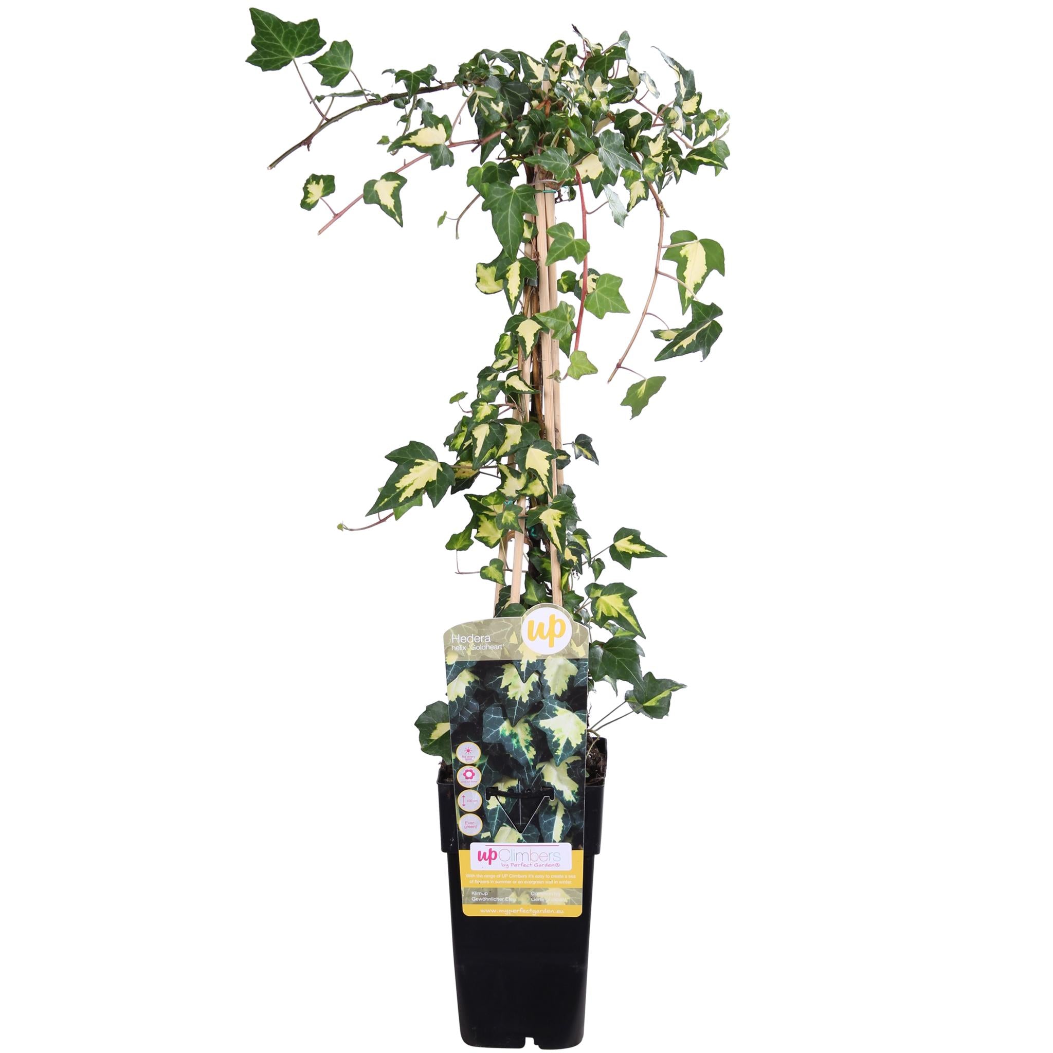 Hedera helix 'Goldheart' - Klimop Geel-groen