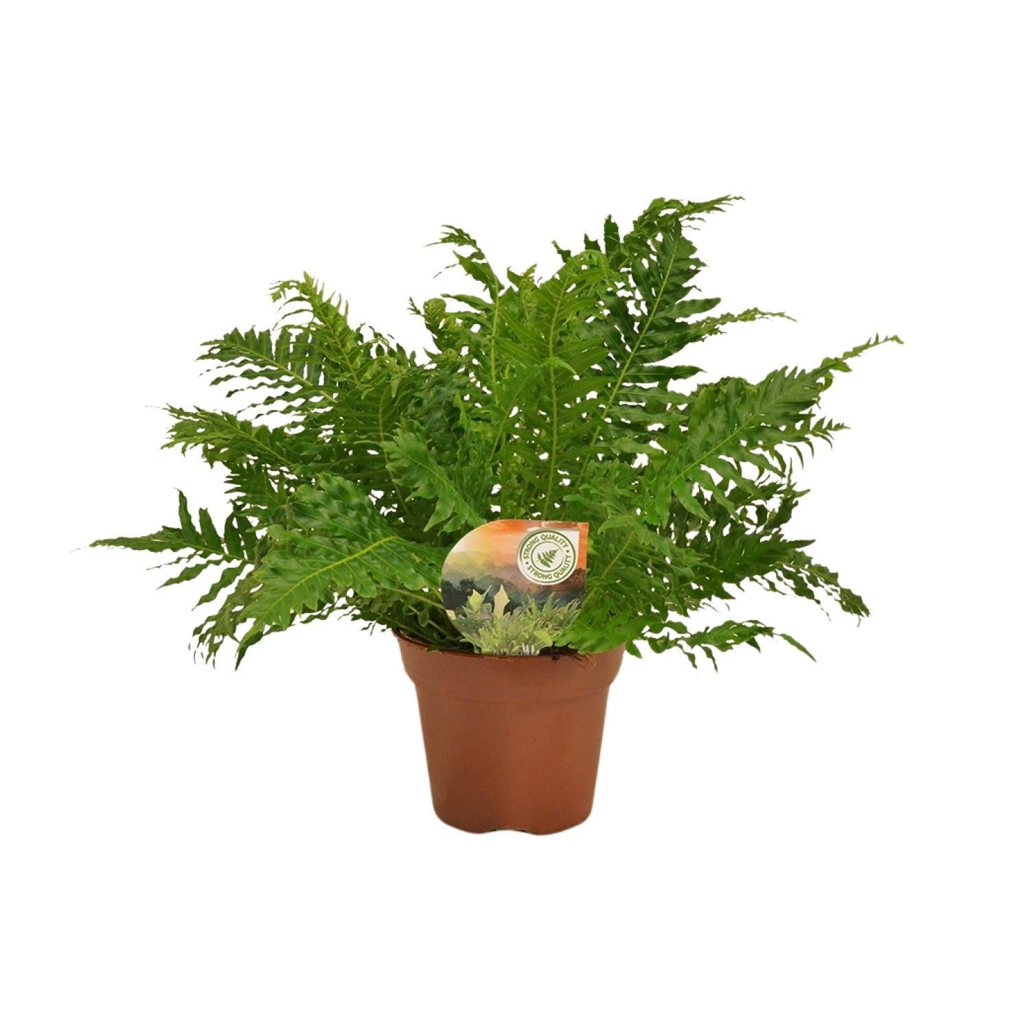 Blechnum Zilveren Dame - Ø17 ↕50