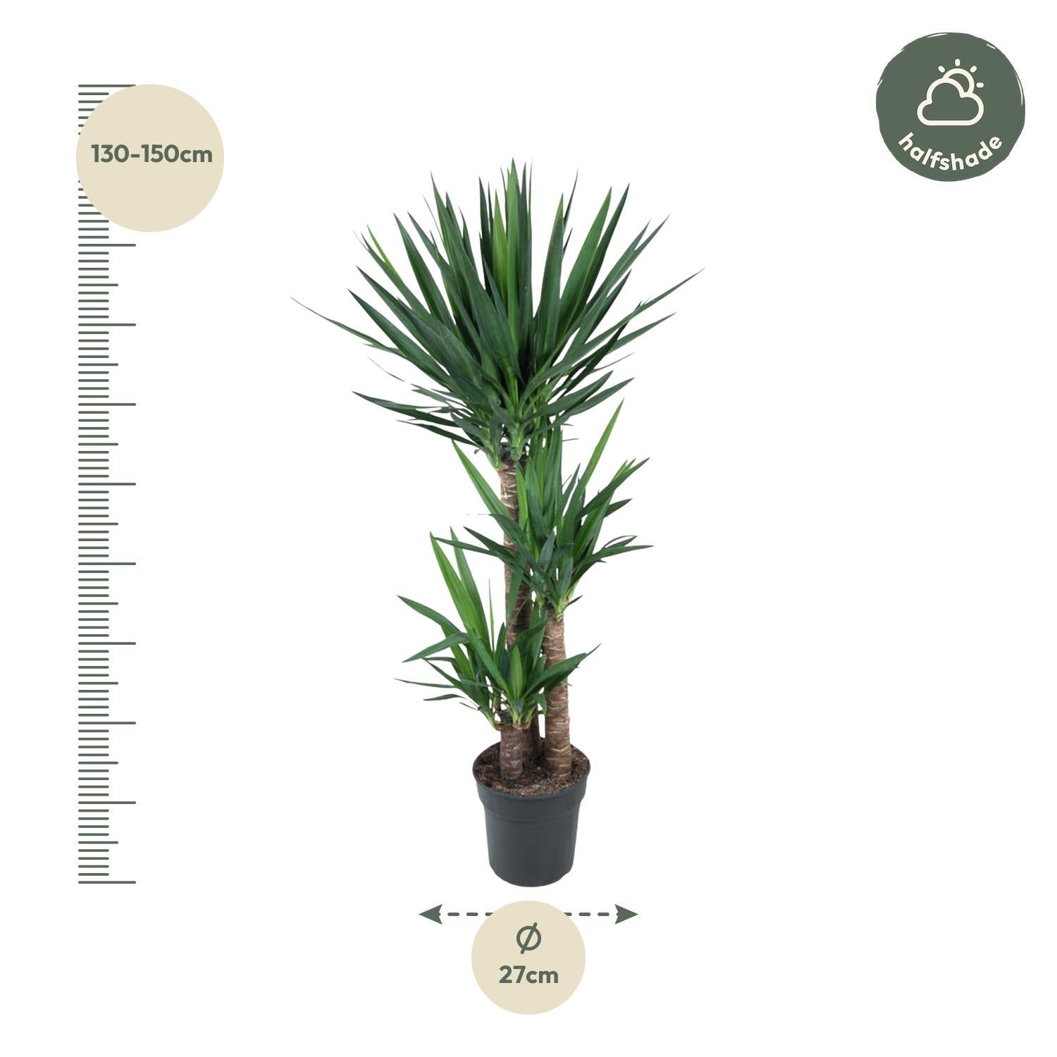 Yucca Olifantspoot - 140 cm - ø27