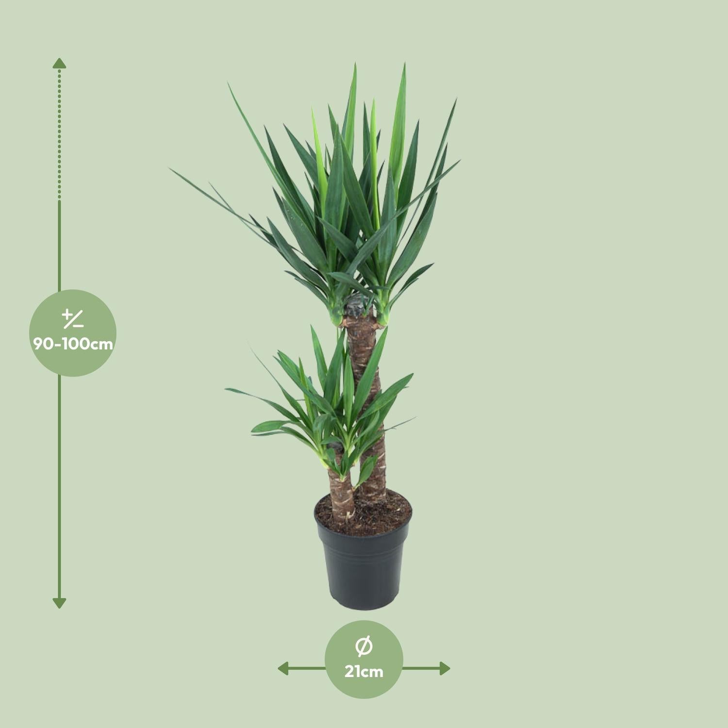Yucca Olifantspoot - Ø21cm - ↕100cm