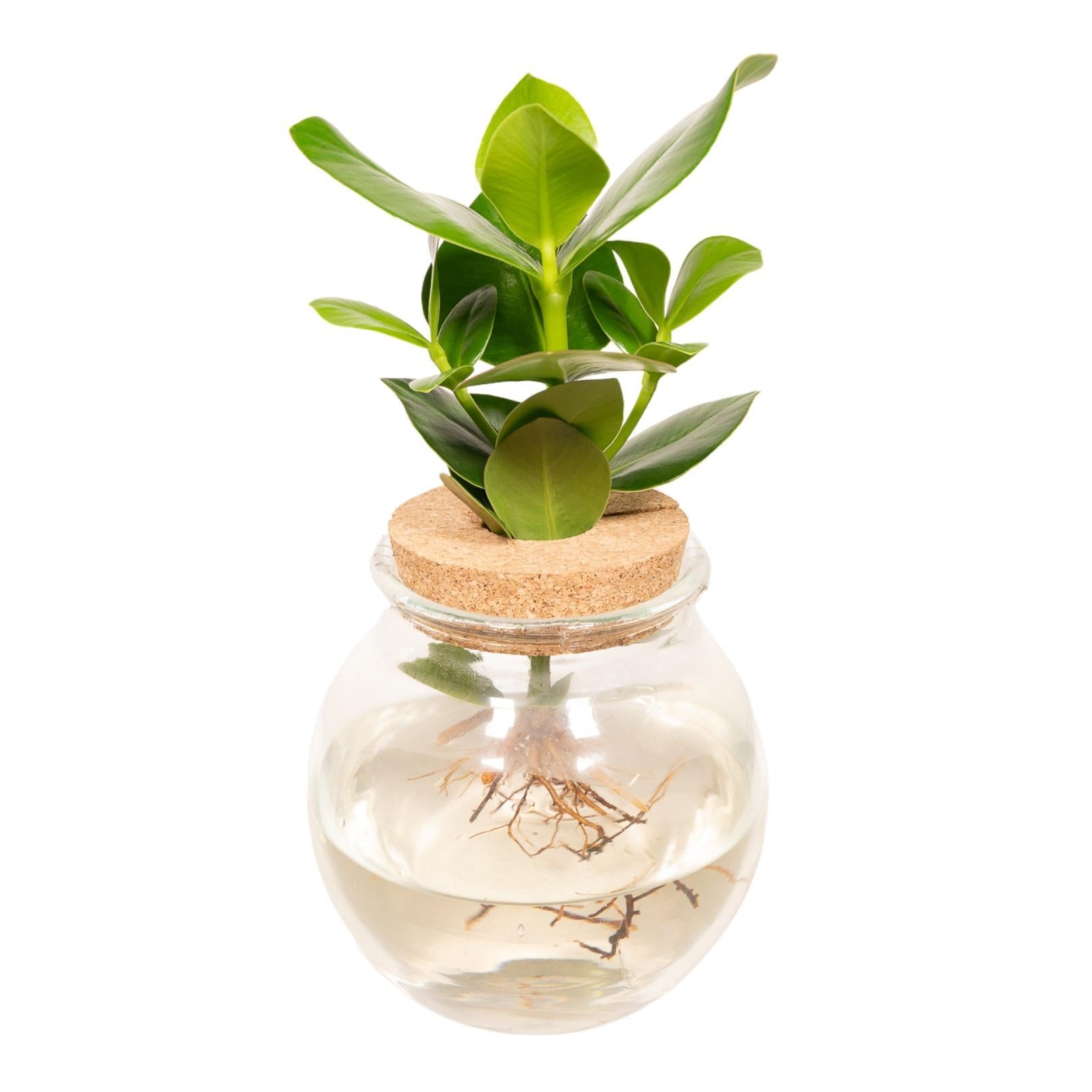 Clusia in Bolglas kurk - 30cm - ø12