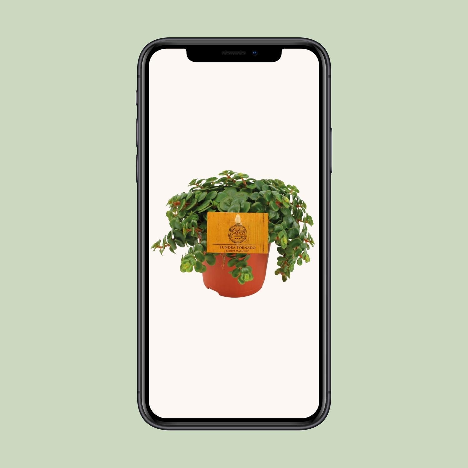 Vetkruid Tornado - Ø11cm - ↕15cm