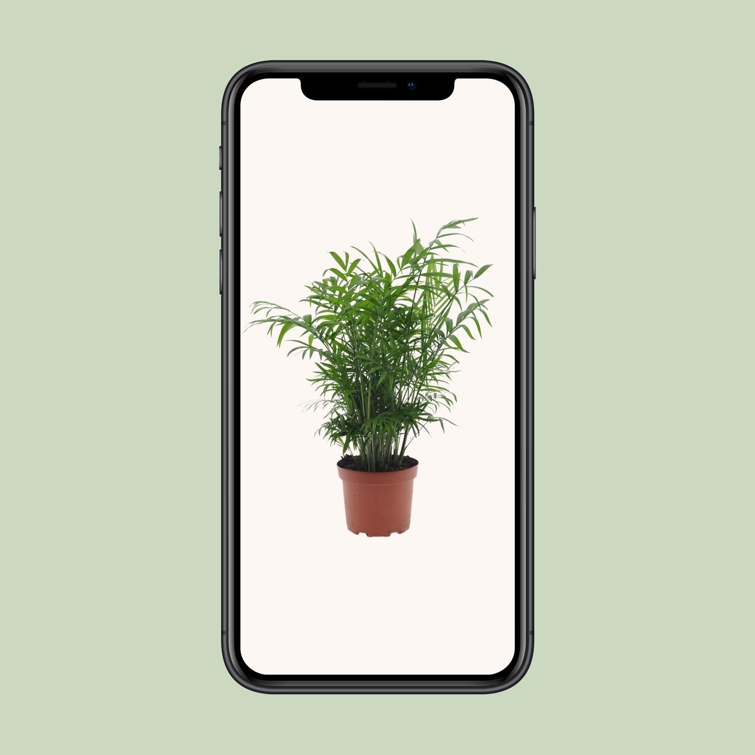 Chamaedorea Elegans - Ø17cm - ↕50cm