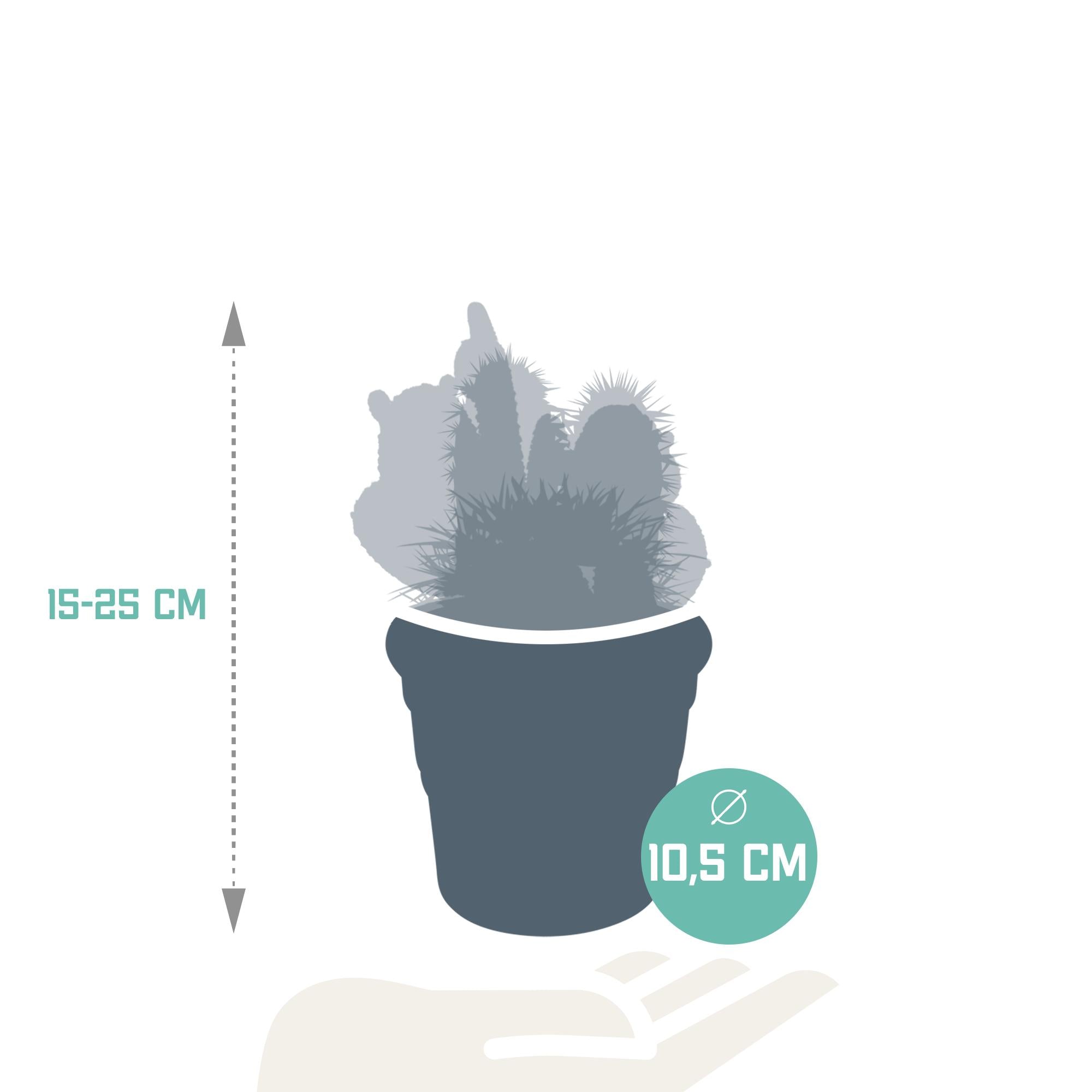 Cactusmix 10,5 cm - 3x - in terracotta pot