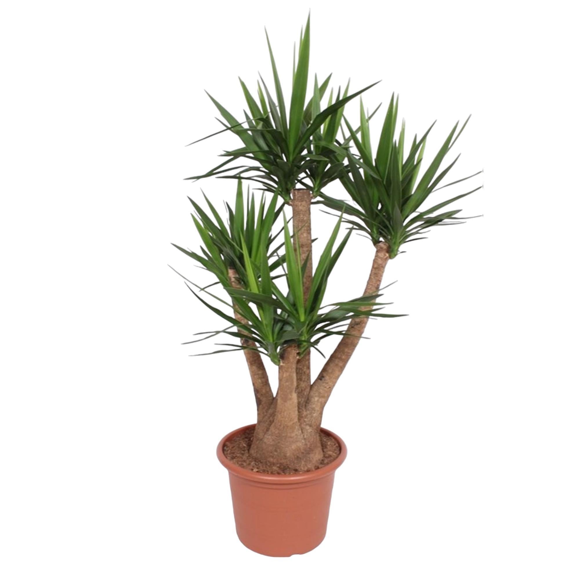 Yucca Elephantipes verticaal - 170 cm - ø45