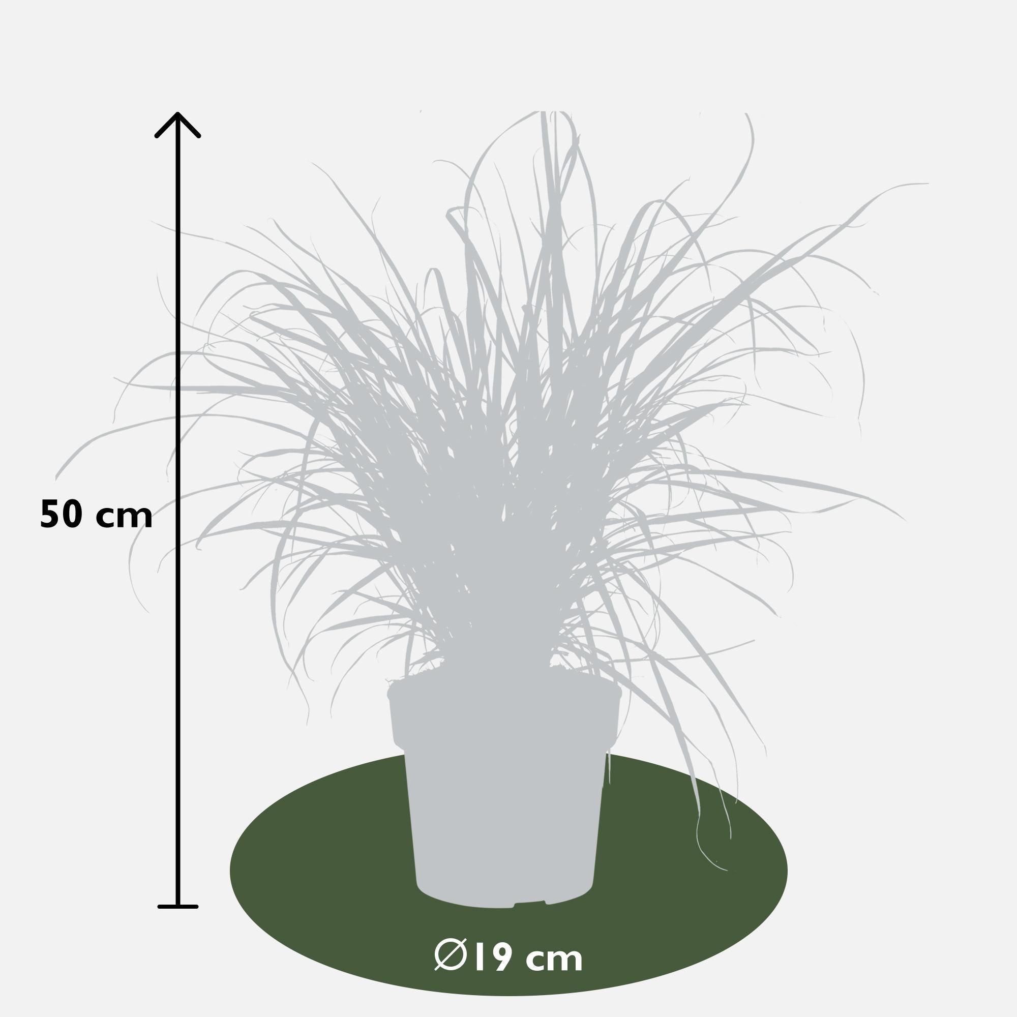 Pennisetum x advena 'Summer Samba'® - ?50cm - Ø19