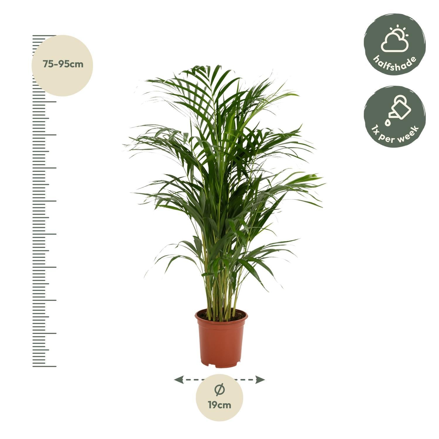 Arecapalm - Ø19cm - ↕85cm