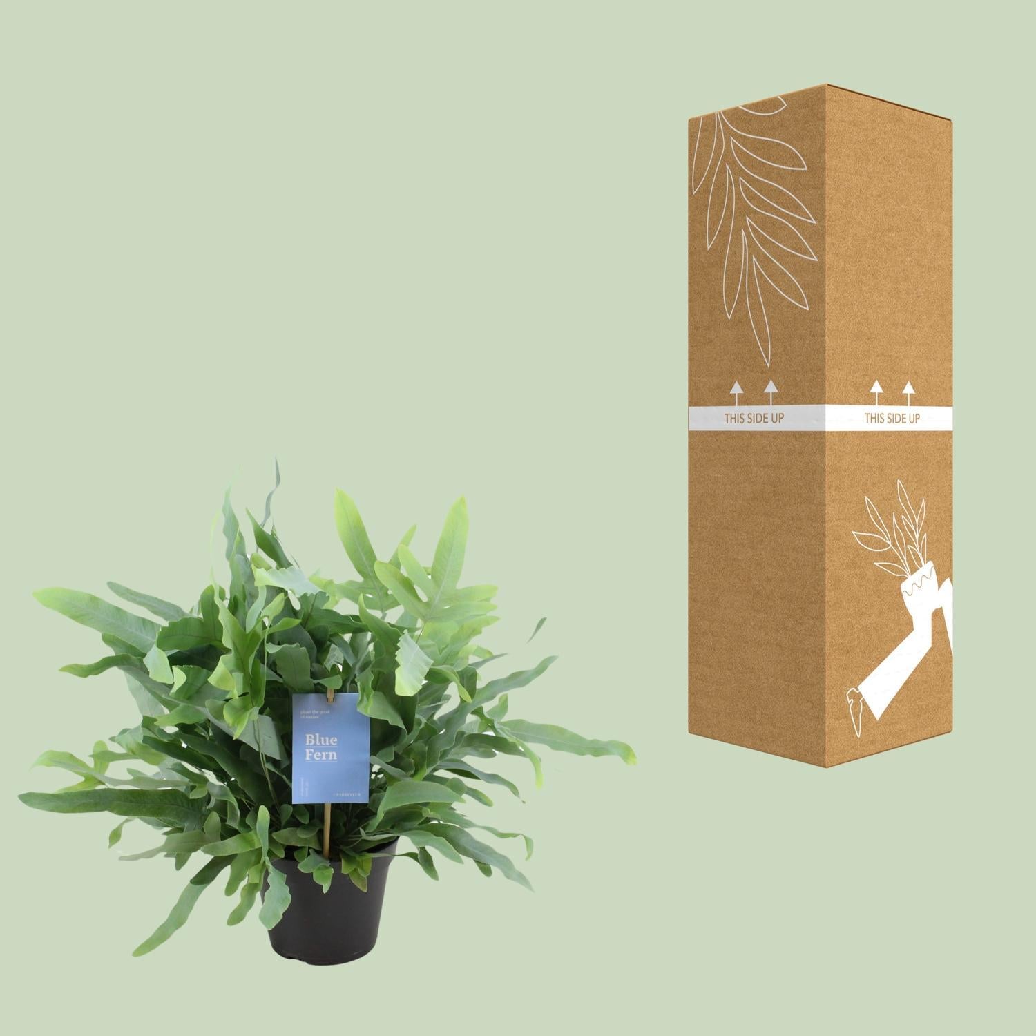 Phlebodium Blauwe Varen - Ø14cm - ↕40cm