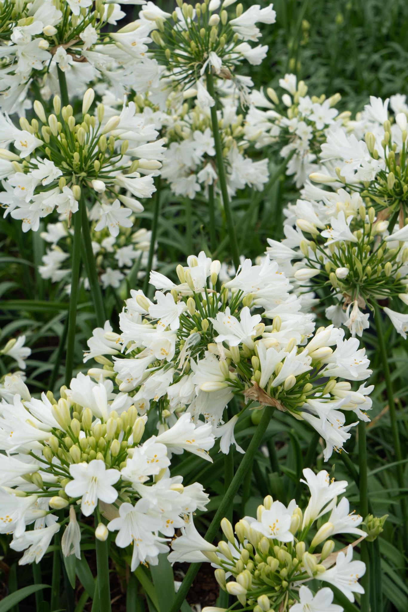 Agapanthus 'Ever White' - ?30cm - Ø19
