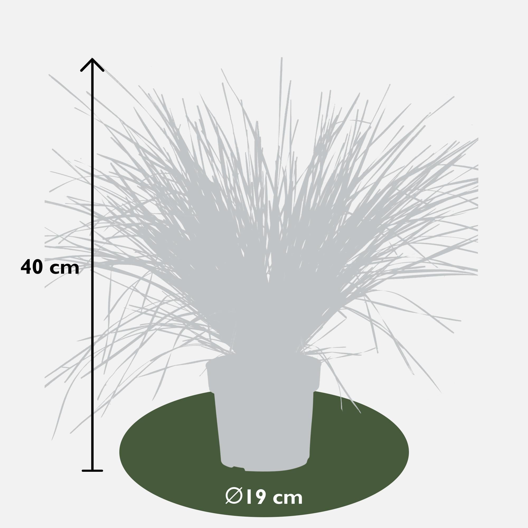 Lomandra longifolia 'White Sands' - ?40cm - Ø19