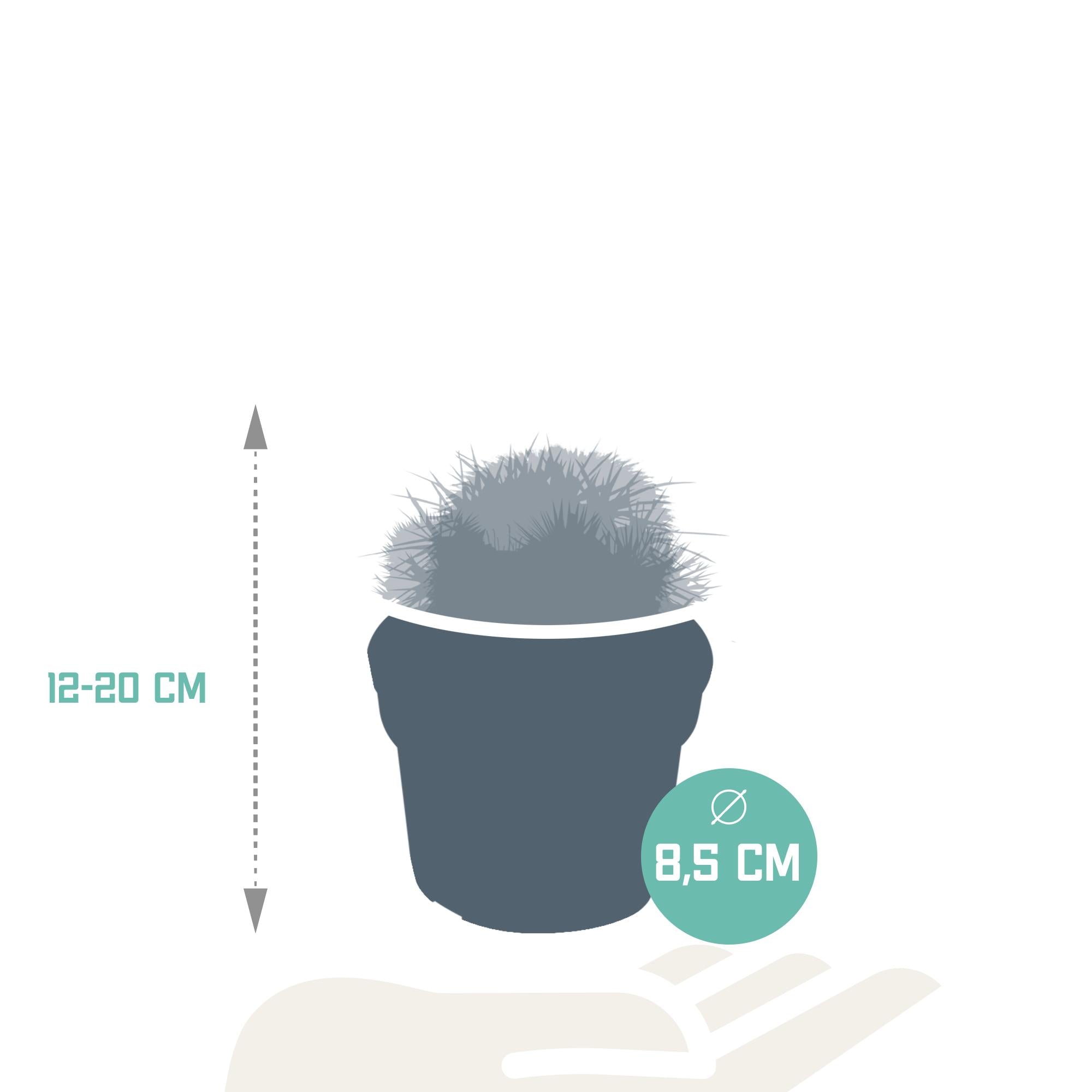 Bolcactusmix 8,5 cm | 3 stuks - zonder pot
