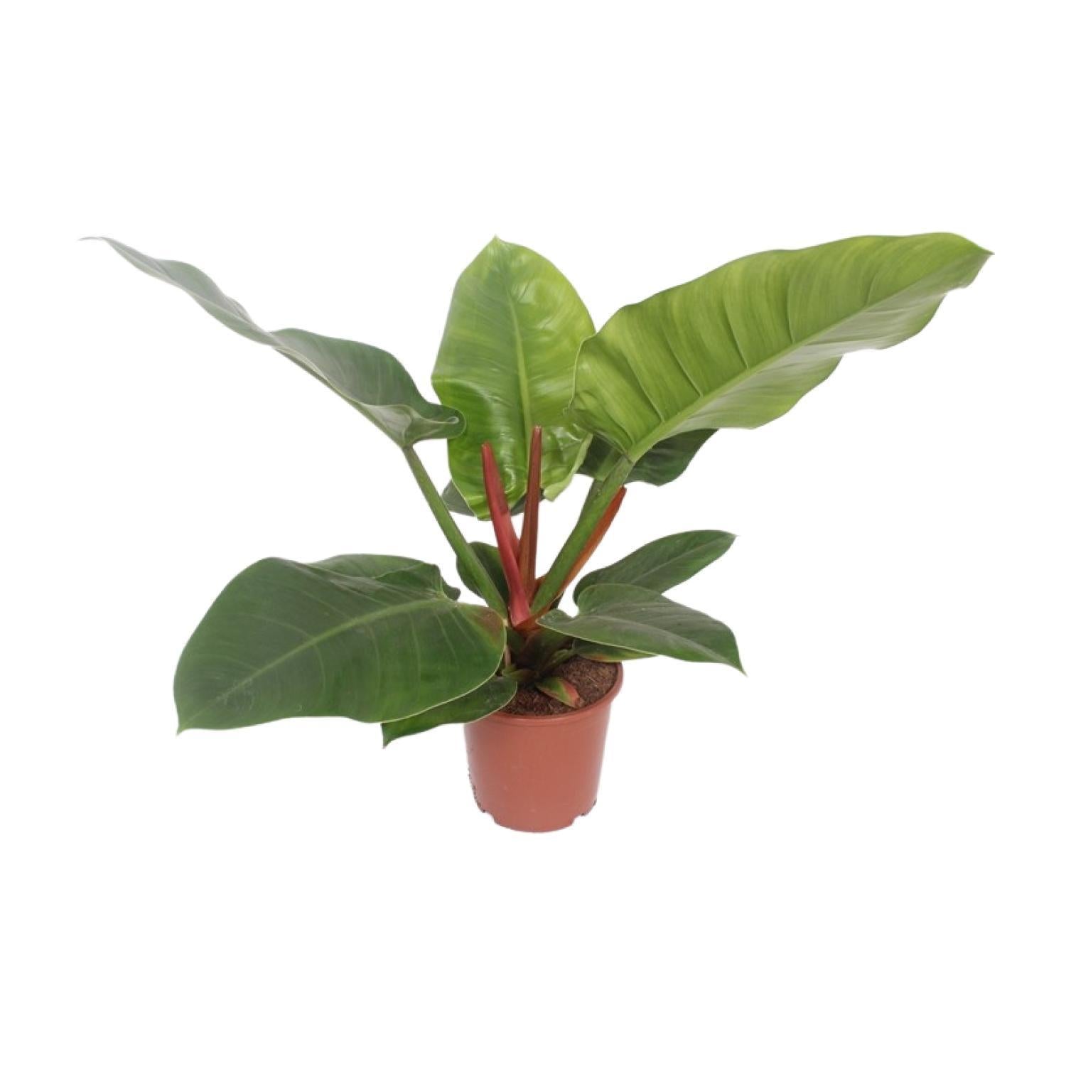 Philodendron Imperial Groen - Ø17cm - ↕60cm