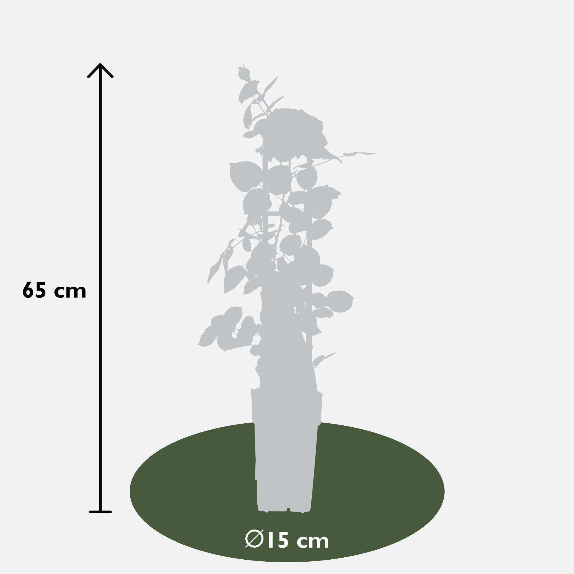 3x - Rosa Crazy in love 'Roze' - ?65cm - Ø15