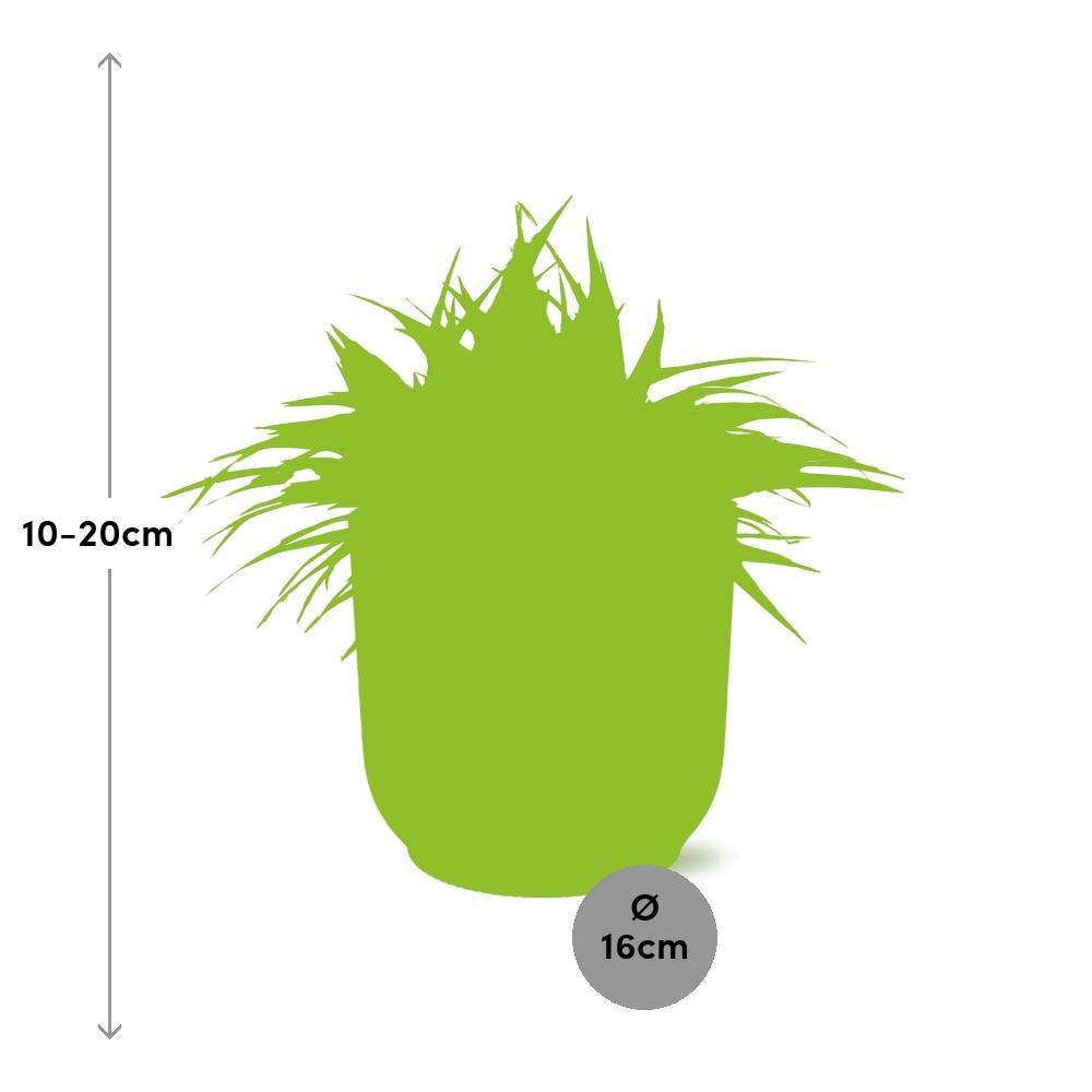 Chlorophytum Ocean 15cm in ELHO Vibes Fold 16cm rond delicaat roze