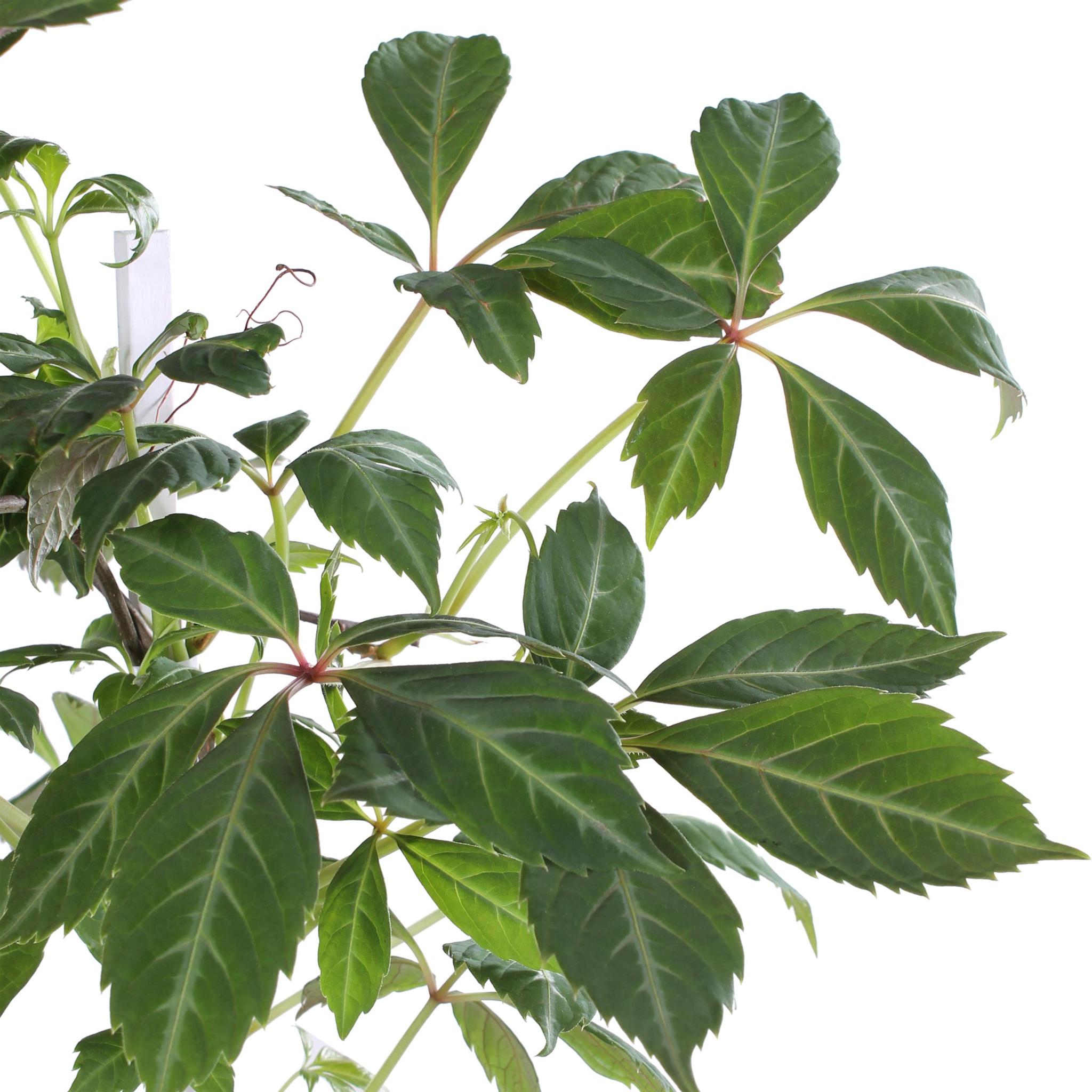 Parthenocissus henryana - Chinese Wilde Wingerd