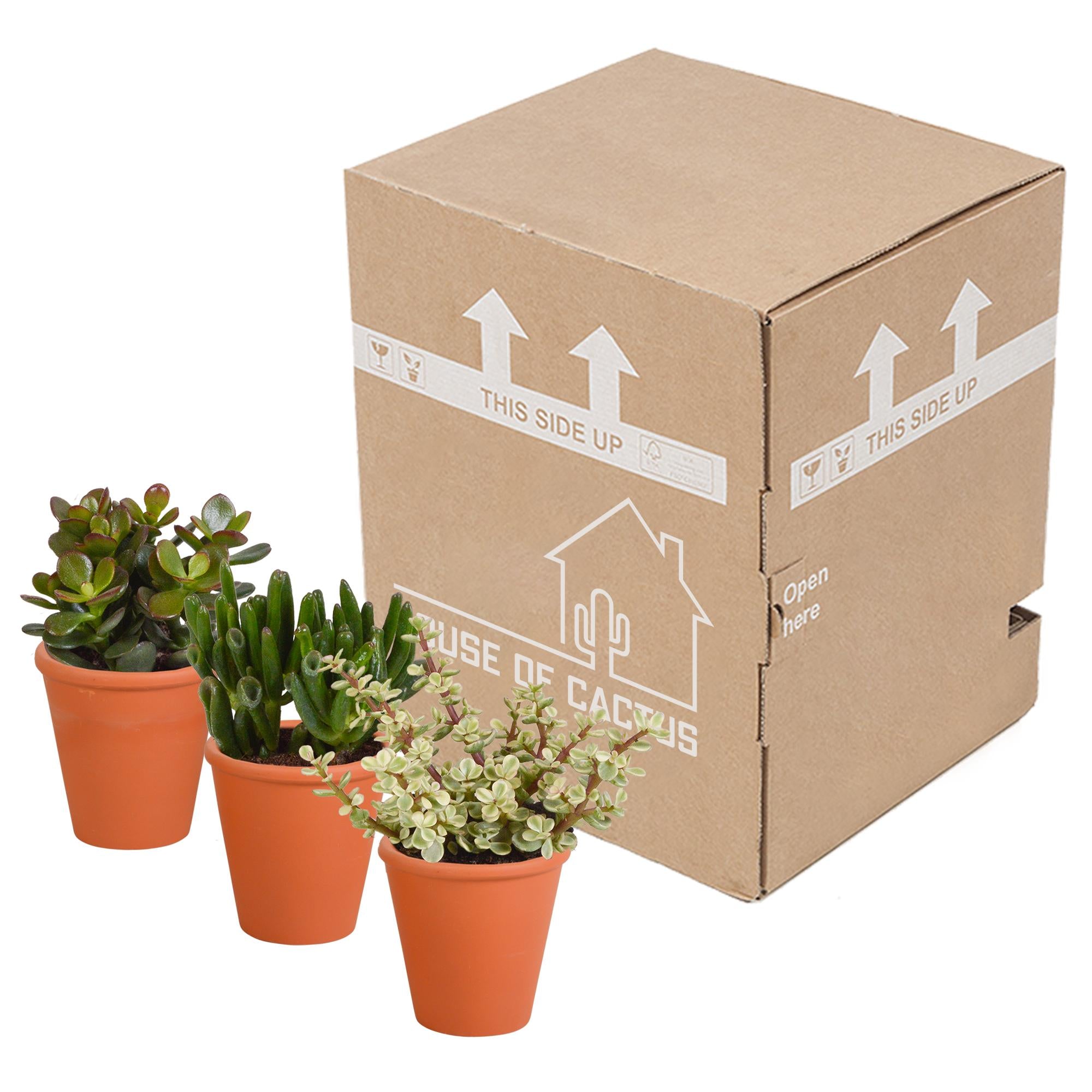 Crassula mix 8,5 cm - 3x - in terracotta pot