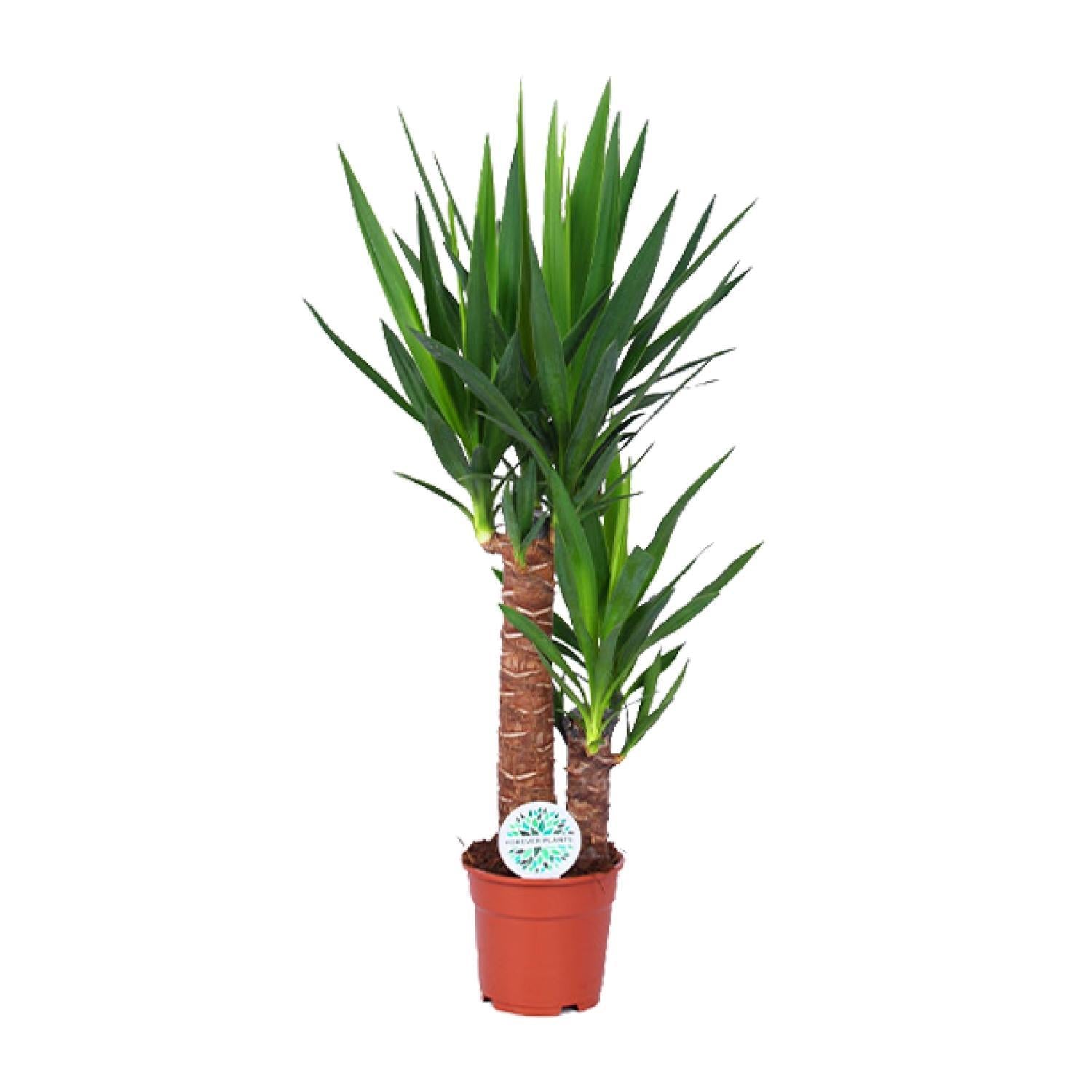 Yucca-Ø17cm - ↕80cm