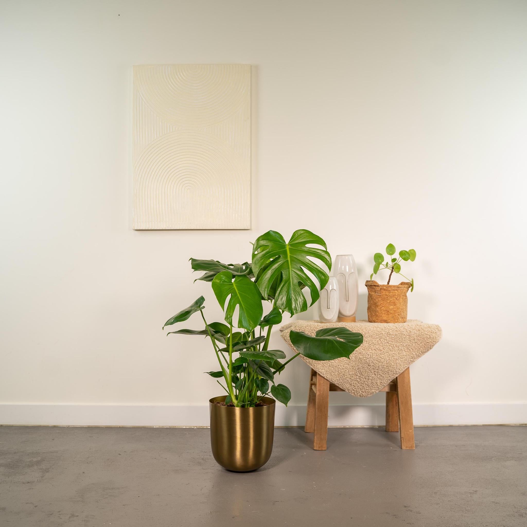 Monstera Deliciosa - ?80cm - Ø21cm + Topf Mayk Gold