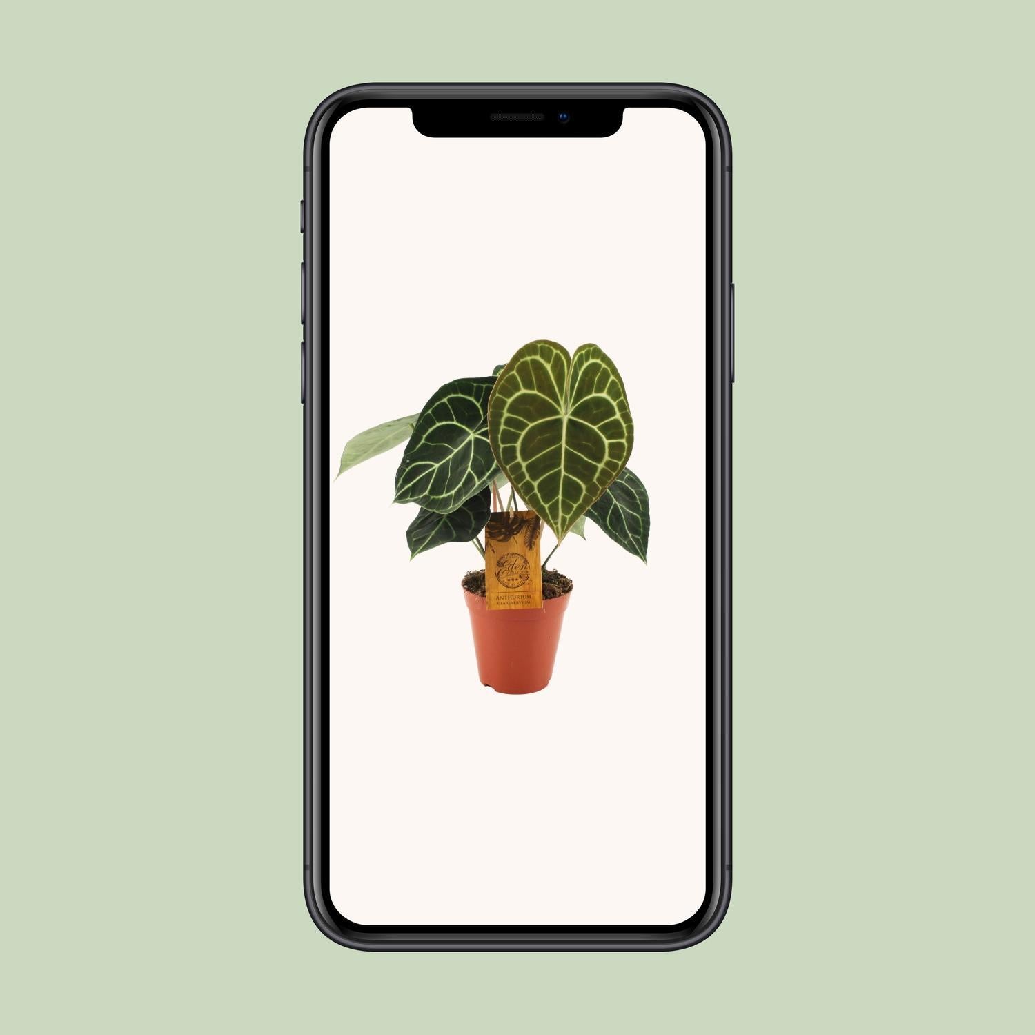 Anthurium Klarinervium - Ø15cm - ↕25cm