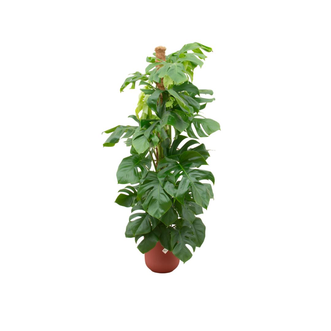 Combideal - Monstera Pertusum XL inclusief elho Jazz Rond rood Ø26 - 150 cm
