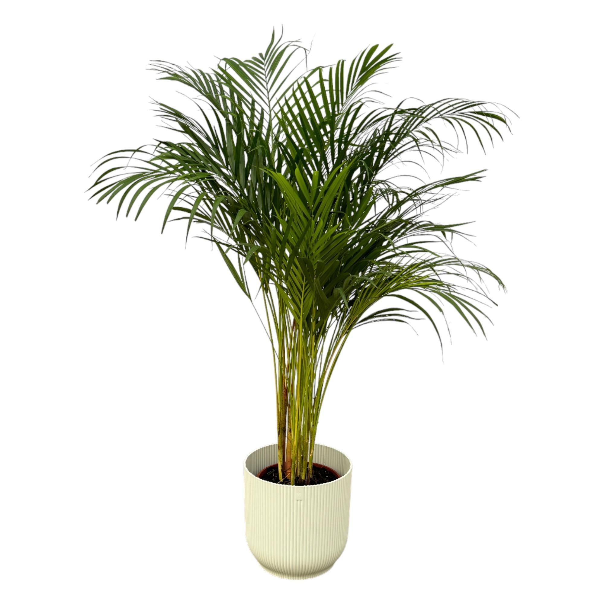 Areca palm - ?130cm - Ø24cm inclusief elho Vibes Fold Round wit D30xH27