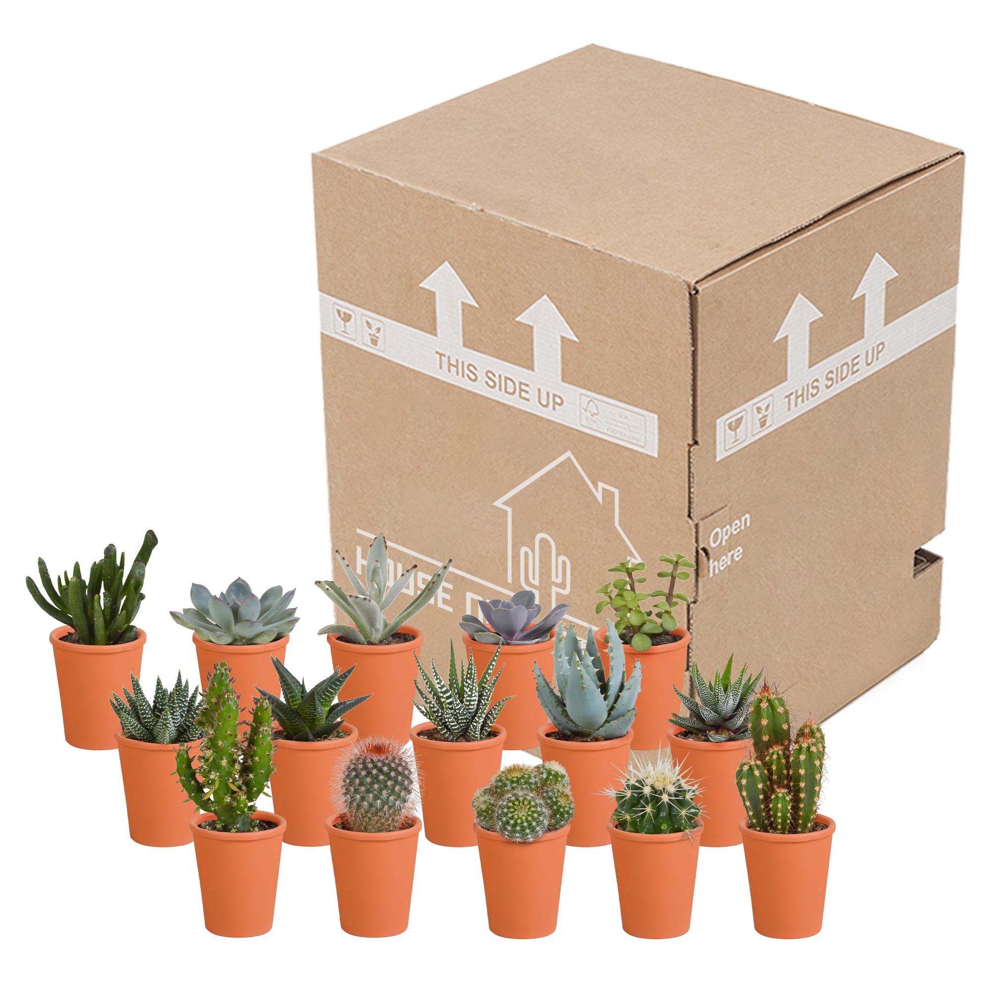 Cactus en vetplantenmix 5,5 cm | 15 stuks - in terracotta pot