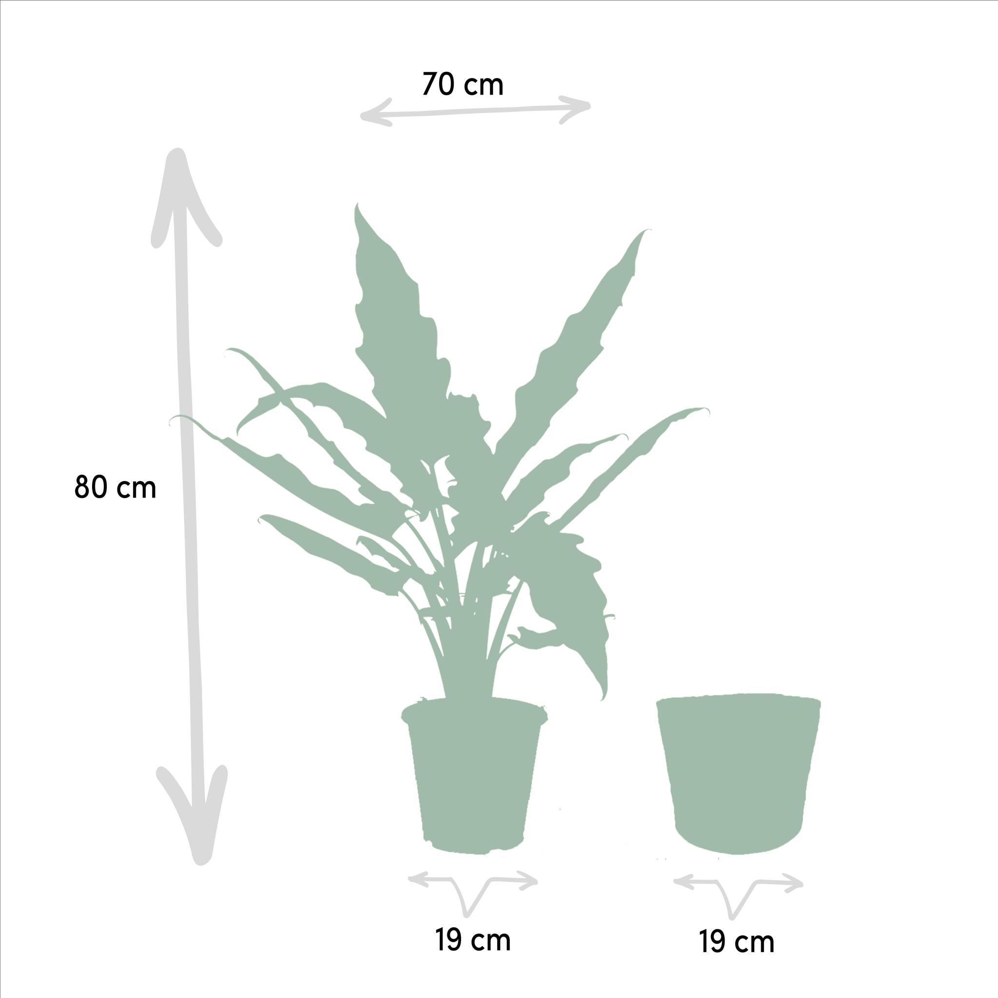 Alocasia Cucullata - Ø19cm - ↕60cm + Alocasia Lauterbachiana - Ø19cm - ↕75cm + Mand Selin