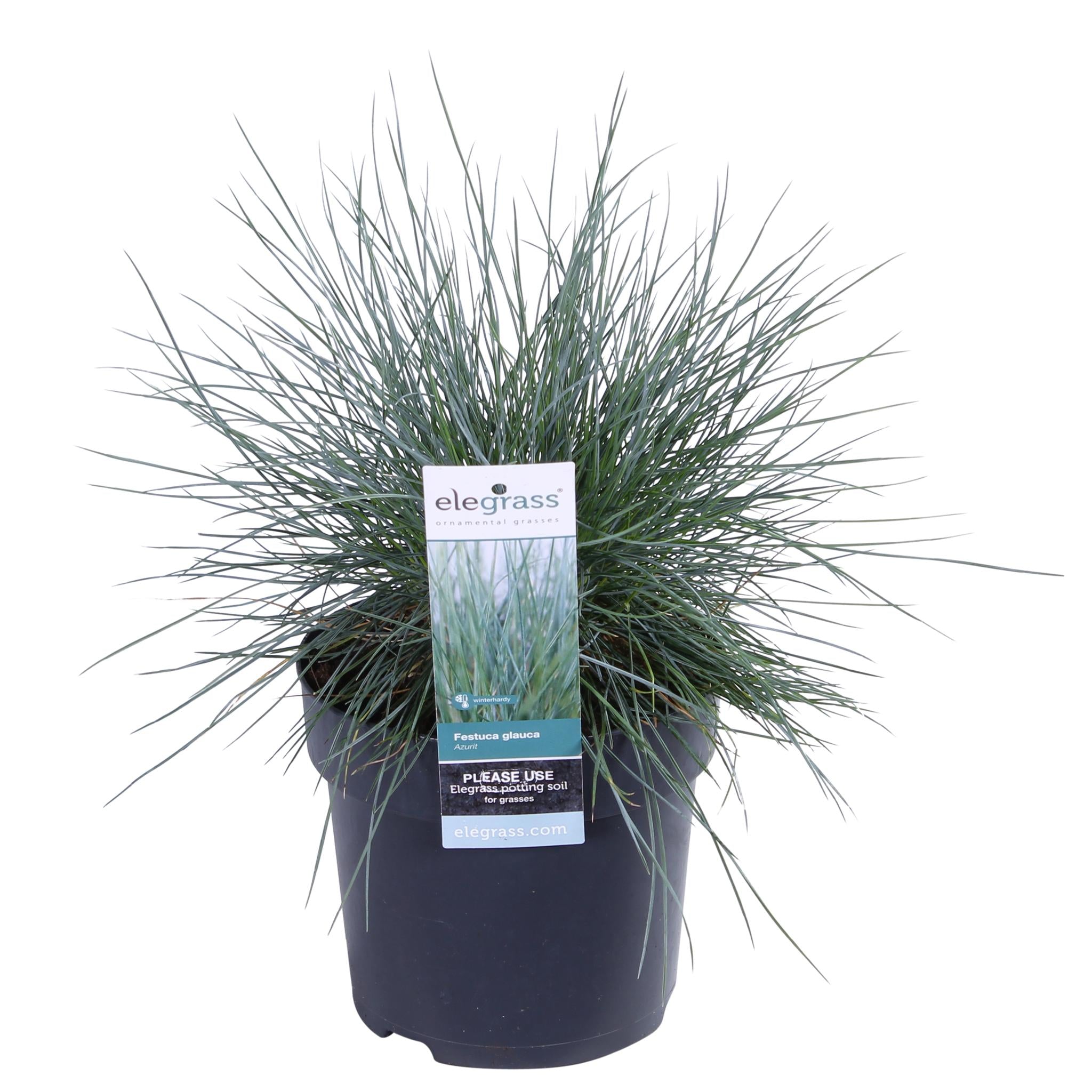 Festuca glauca Azura Blauw - Ø14 - ?30cm