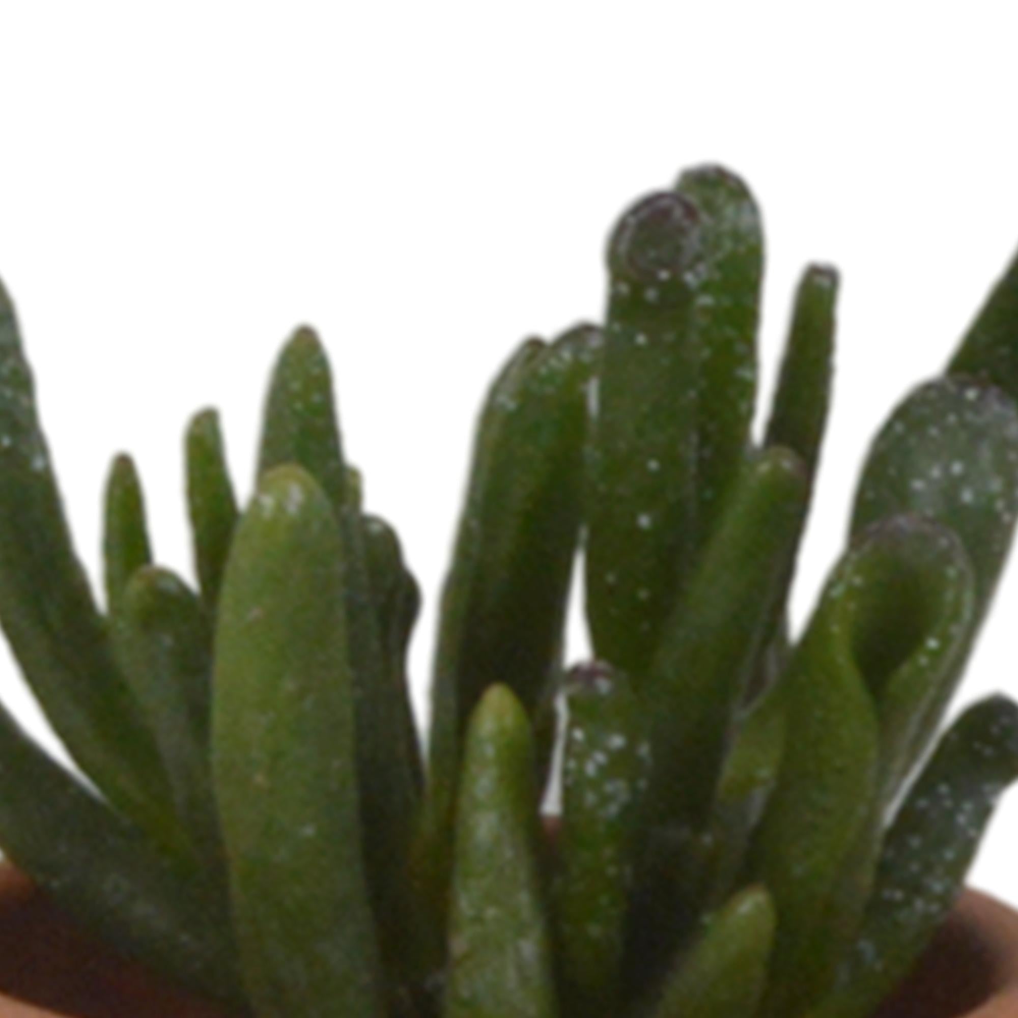 Vetplantenmix 5,5 cm - 5x - in terracotta pot