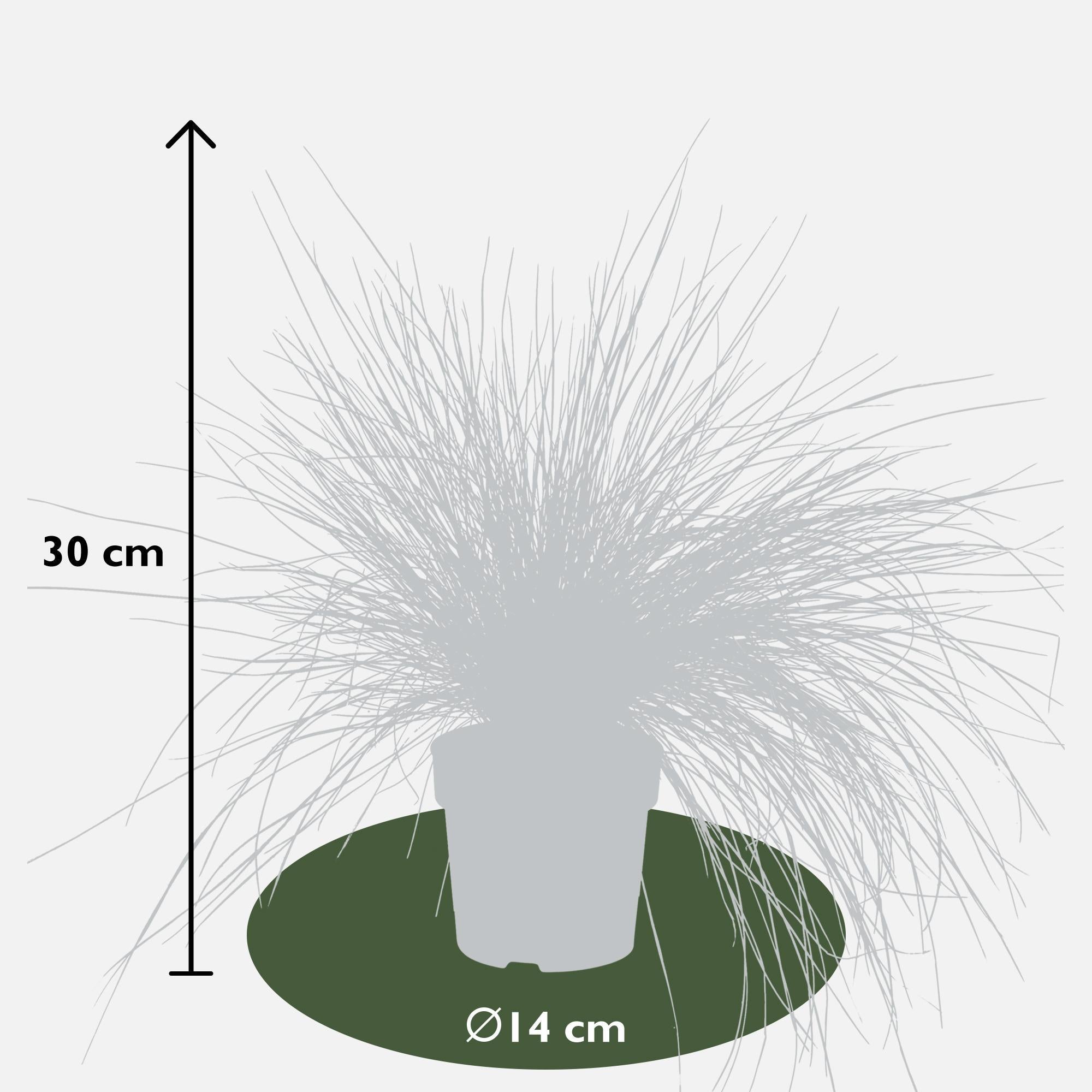 Festuca glauca Azura Blauw - Ø14 - ?30cm
