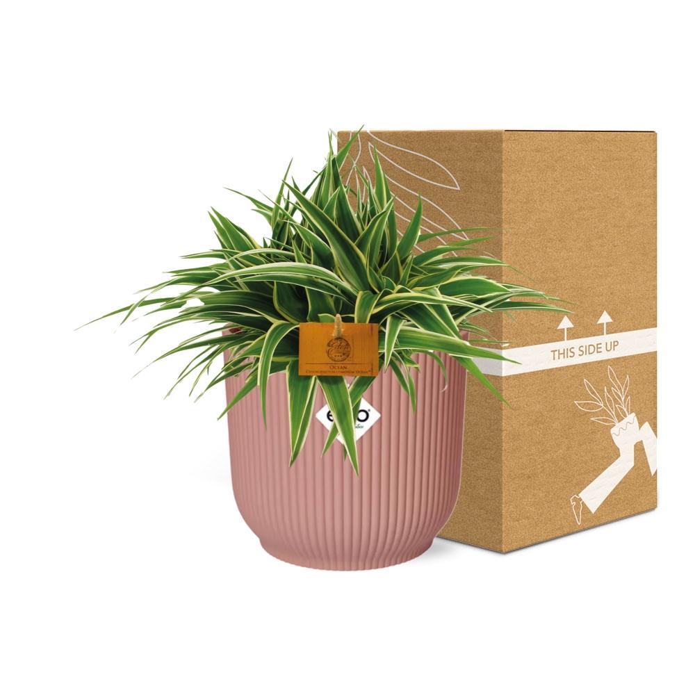 Chlorophytum Ocean 15cm in ELHO Vibes Fold 16cm rond delicaat roze