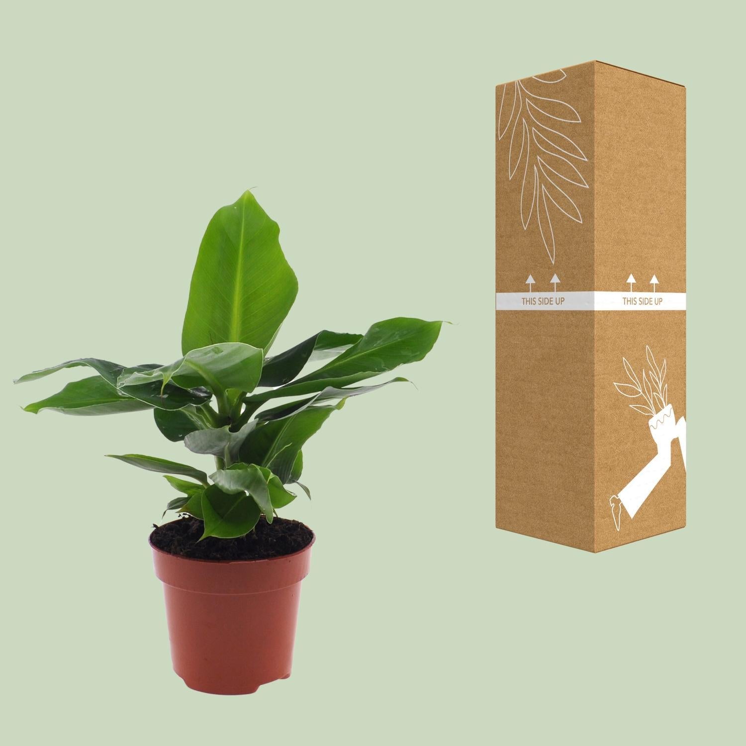 Musa Oosterse Dwerg - 25cm - ø12