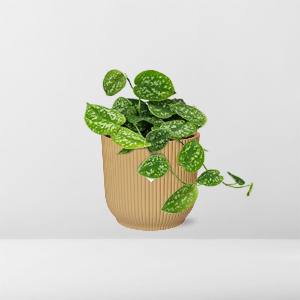 Scindapsus Pictus 'Argyraeus' in ELHO Vibes Fold 14cm geel