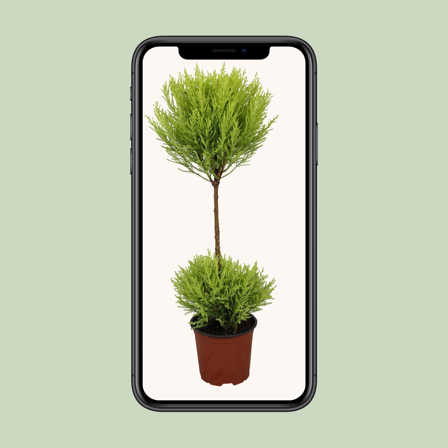Cupressus Goudhaantje Wilma - Ø14cm - ↕60cm