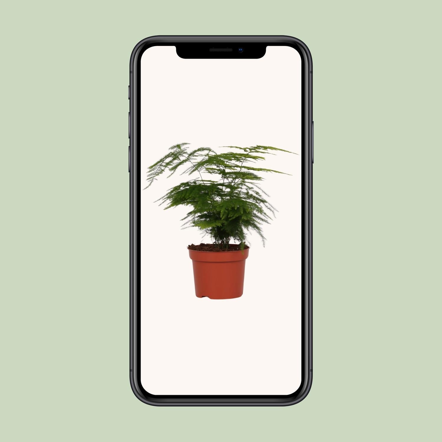 Asperges Setaceus - Ø12 - ?35cm