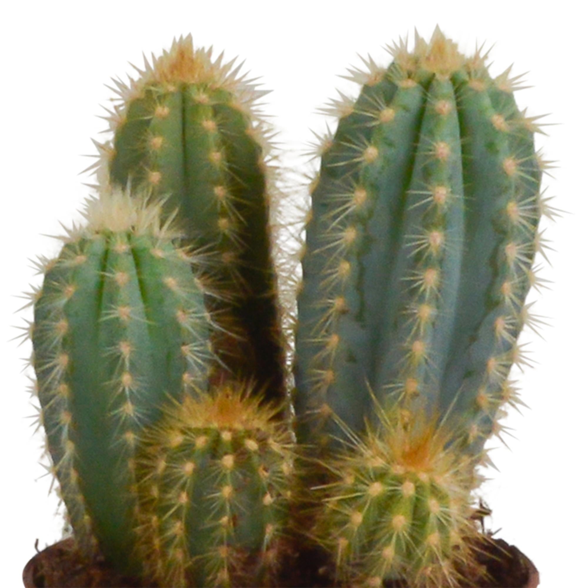 Cereus mix 10,5cm - 3x - in terracotta pot