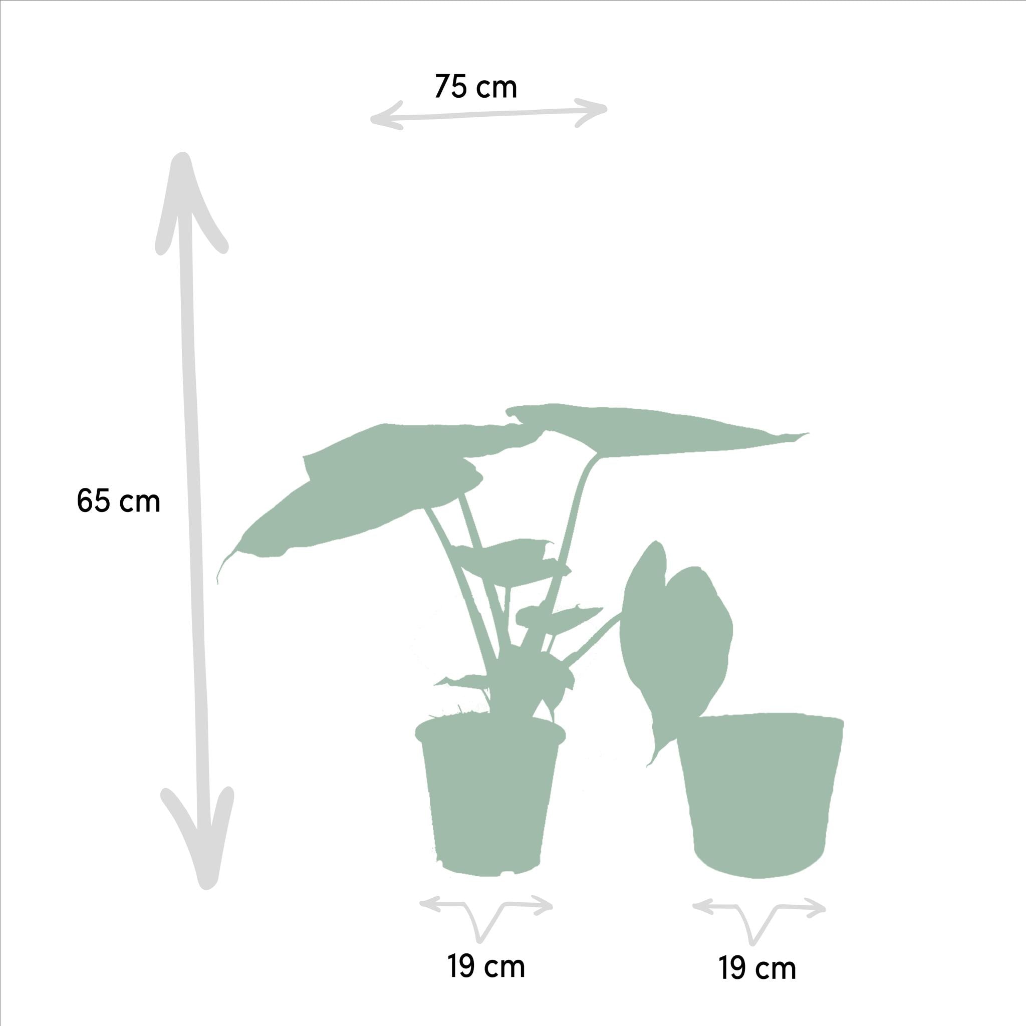 Alocasia Wentii - Ø19cm - ↕65cm + Mand Selin