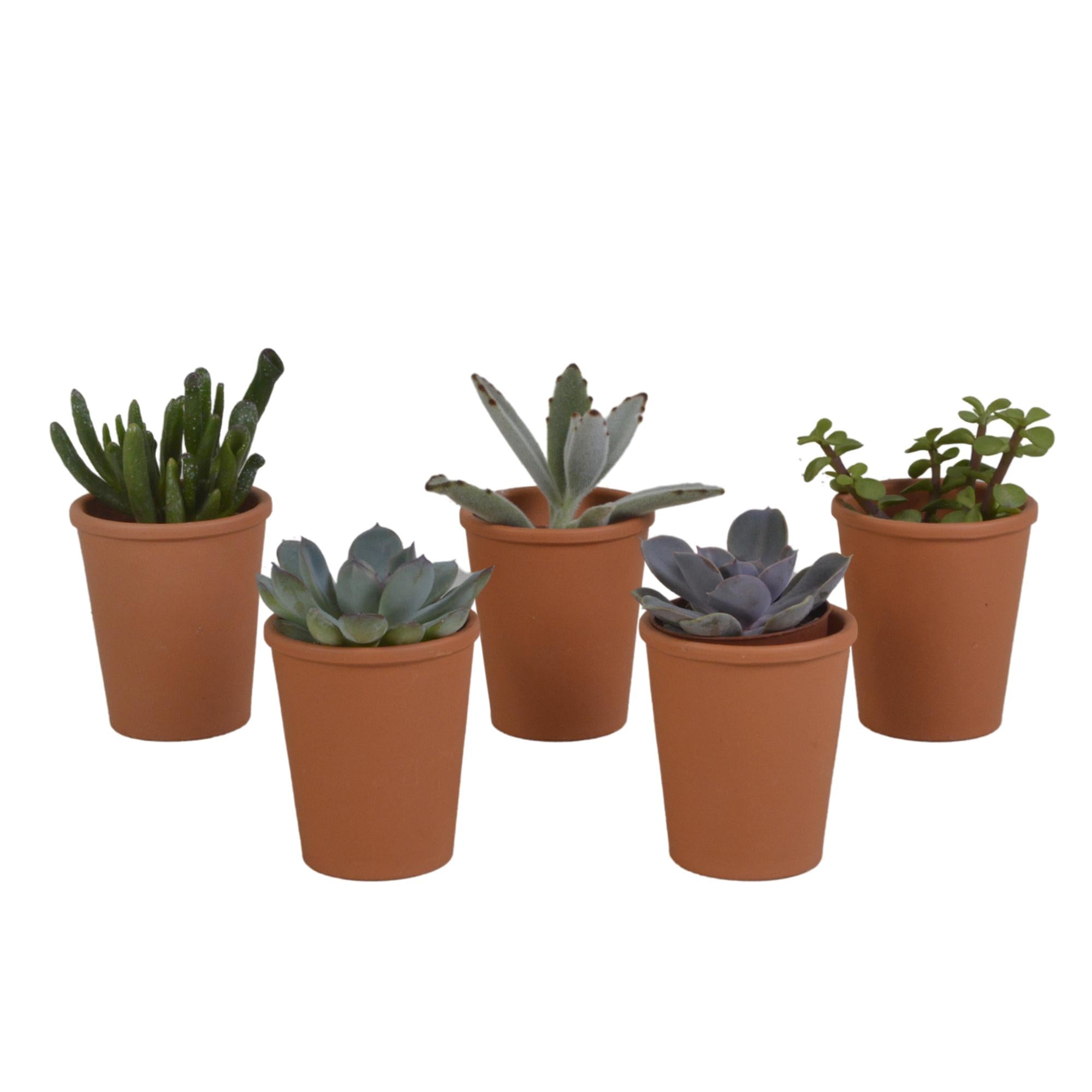 Vetplantenmix 5,5 cm - 5x - in terracotta pot