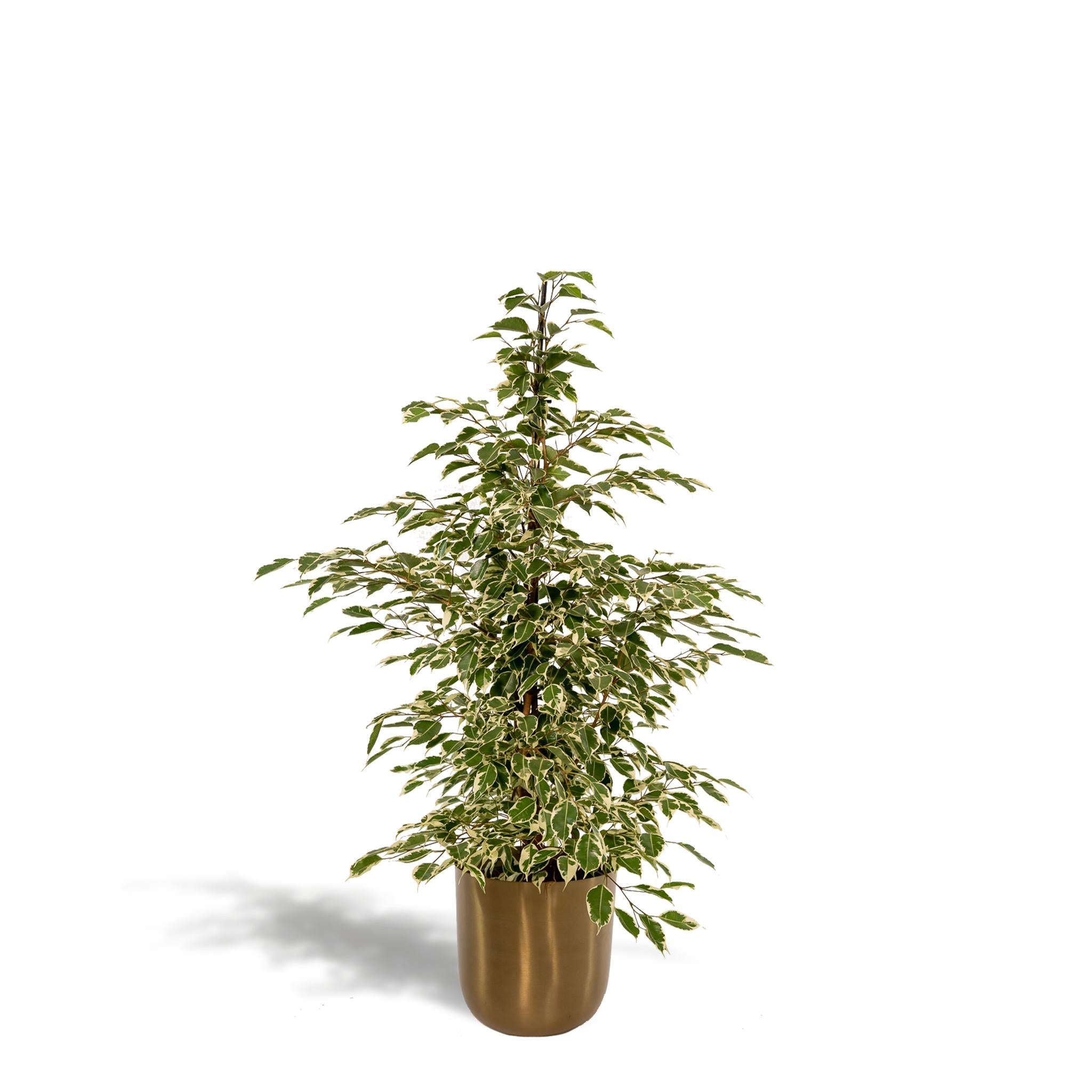 Ficus benjamina Twilight - Ø21cm - ↕95cm + Topf Mayk Gold