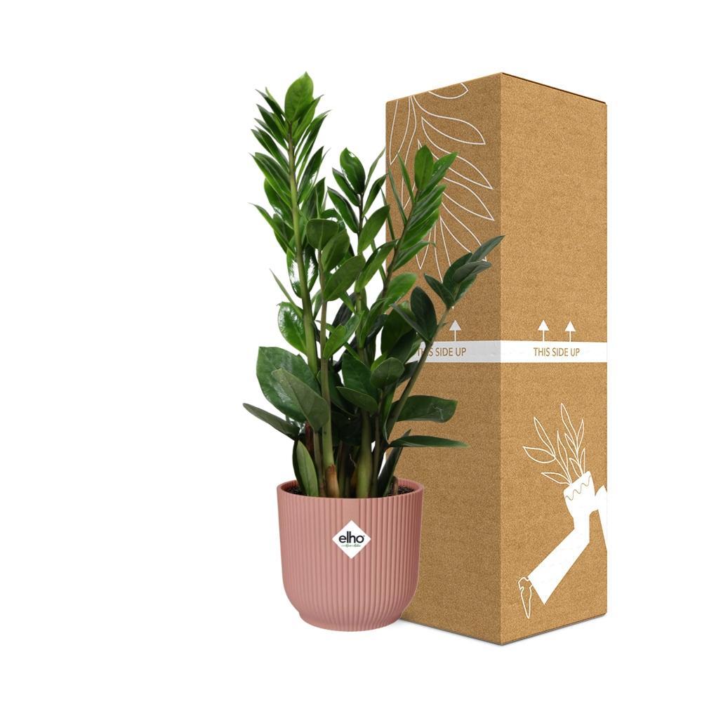 Zamioculcas – Hoogte 45-50 in ELHO Vibes Vouw 14cm roze