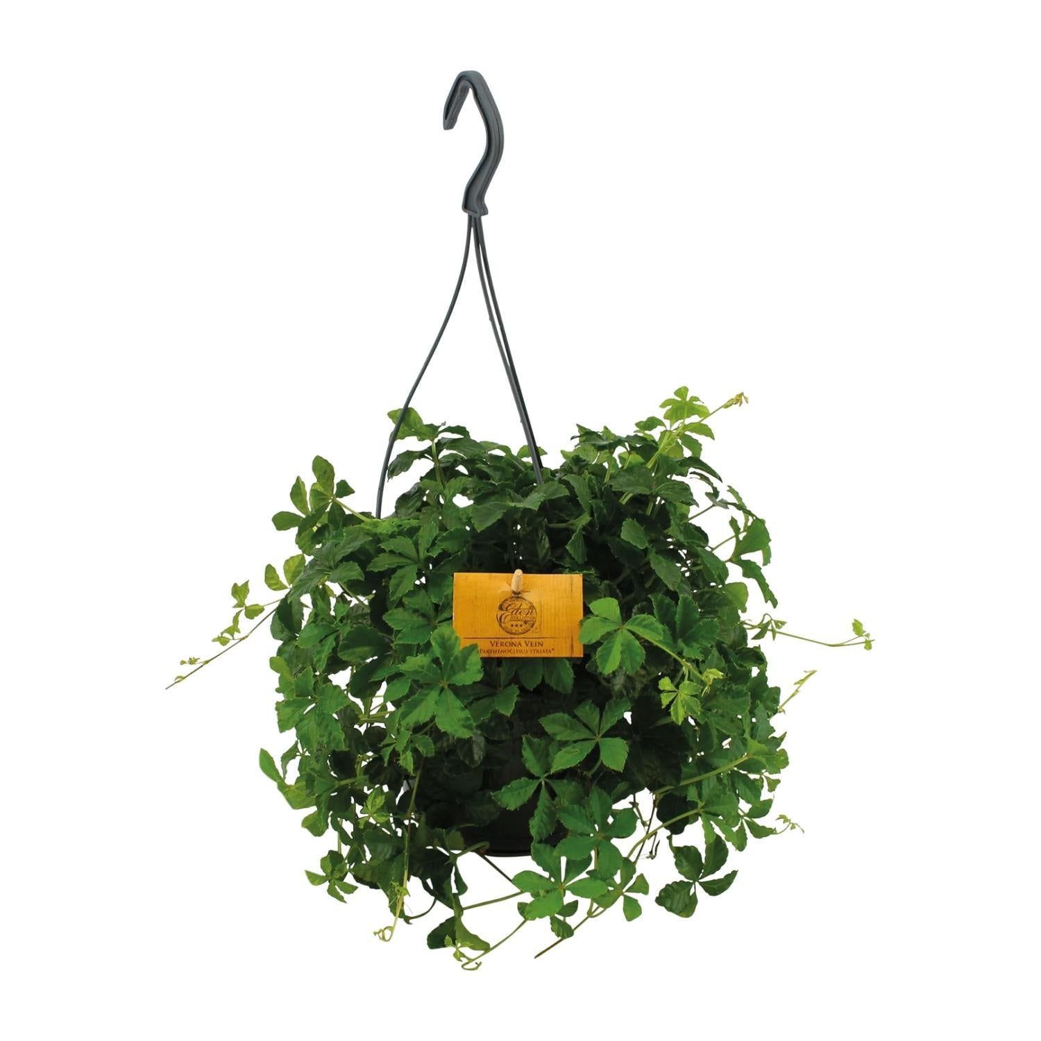 Parthenocissus Striatha Hangend - Ø15cm - ↕15cm