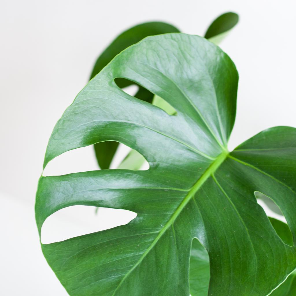 Monstera Deliciosa met Lissabon mand wit - 50cm - Ø17