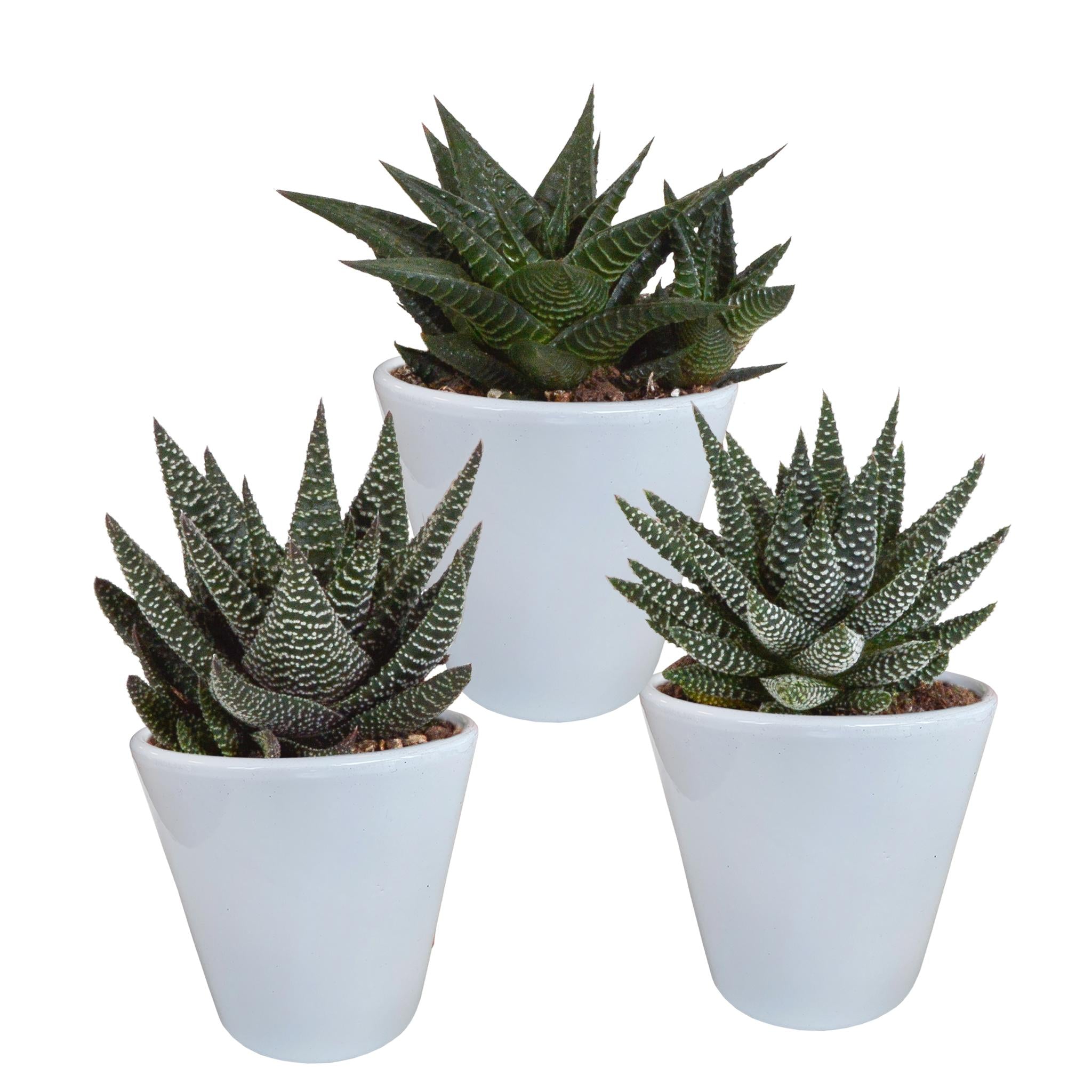Gasteria/Haworthia mix 8,5cm - 3x - in witte pot