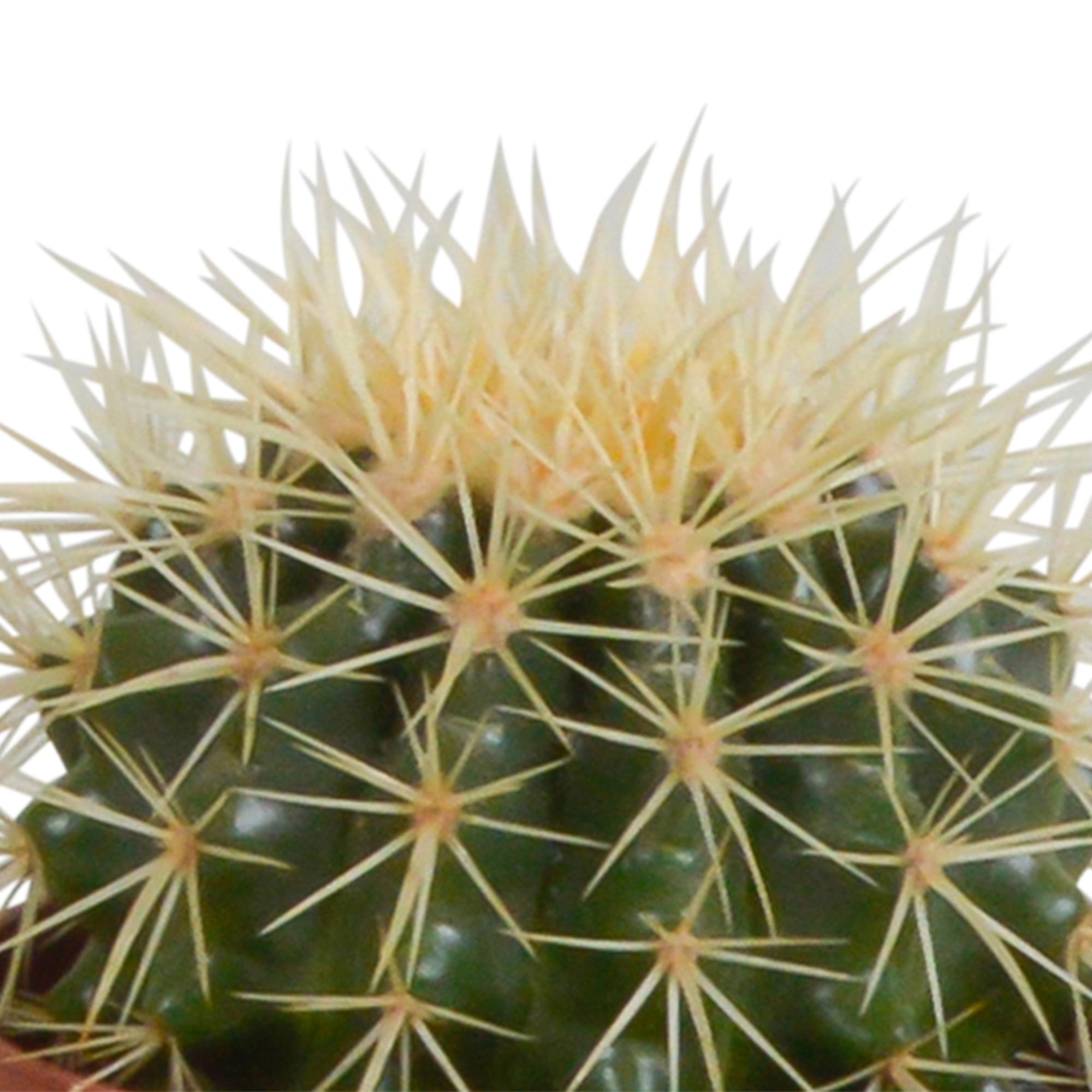 Cactusmix 10,5 cm - 3x - in witte pot