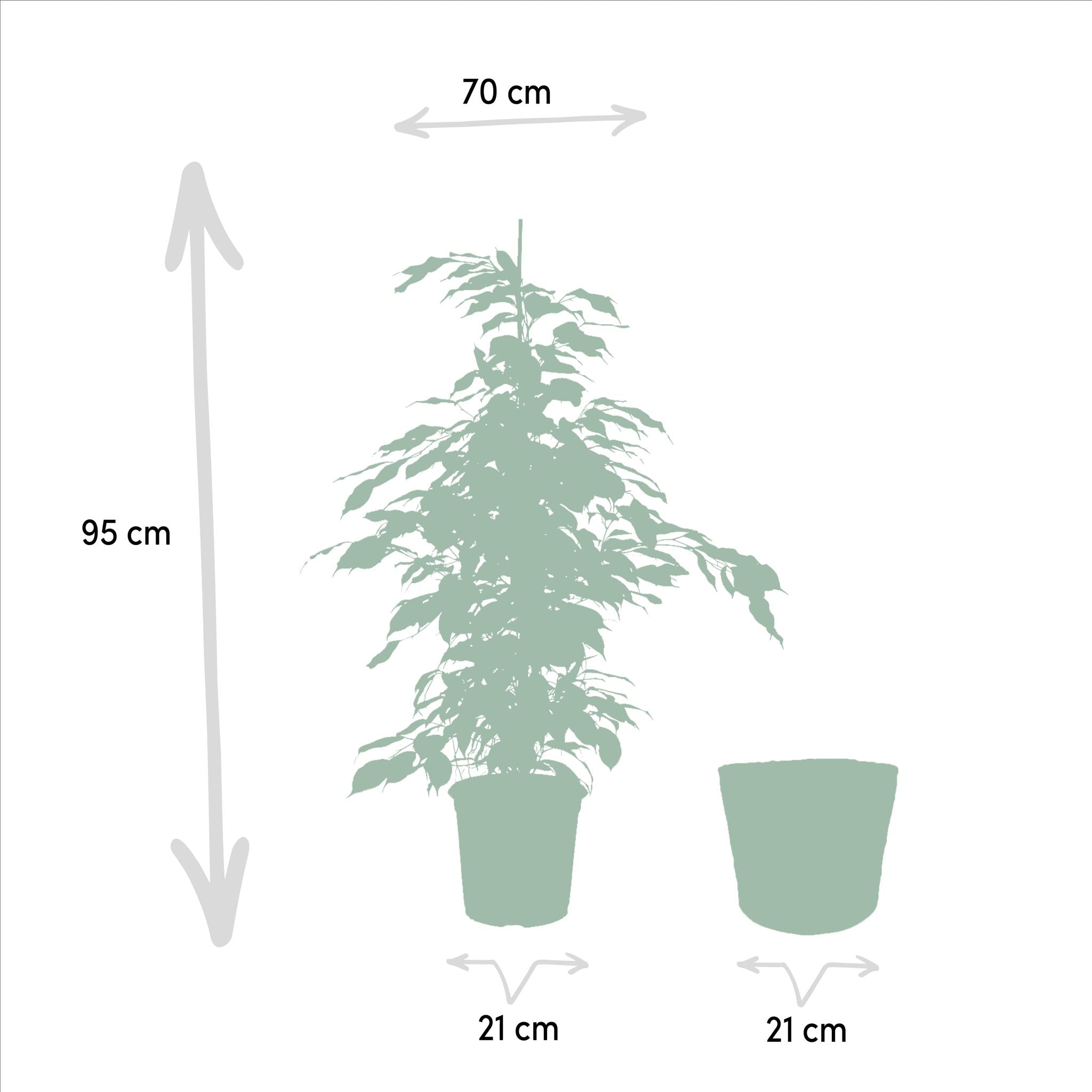 Ficus Benjamina Danielle - Ø21cm - ↕95cm + Ficus Benjamina Twilight - Ø21cm - ↕95cm + Ficus Microcarpa Moclame - Ø21cm - ↕95cm + Mand Selin