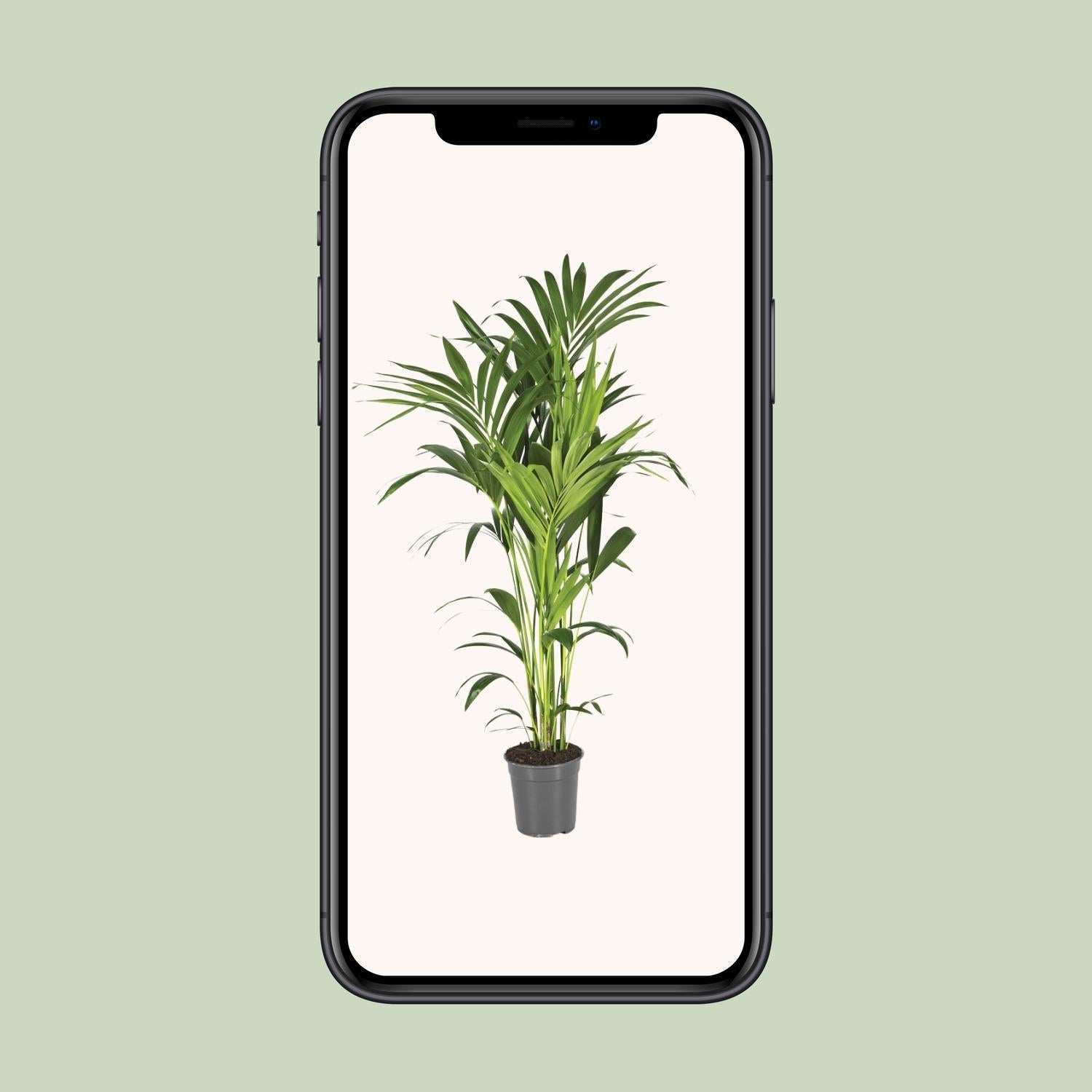 Howea Forsteriana - Ø21 ↕130