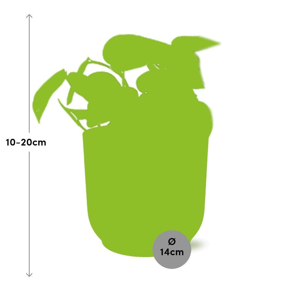 Scindapsus Pictus 'Trebie' in ELHO Vibes Fold 14cm geel