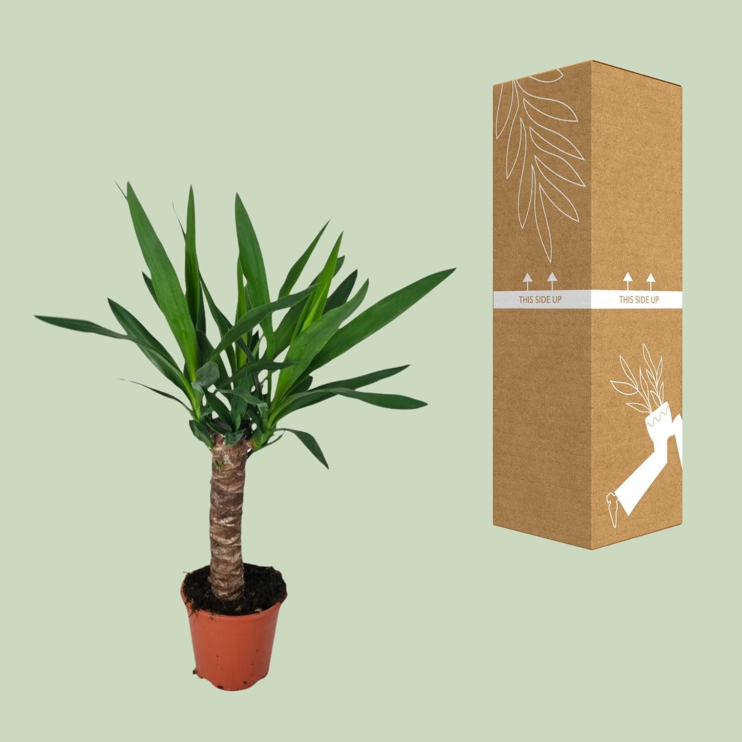 Yucca-Ø14cm - ↕60cm