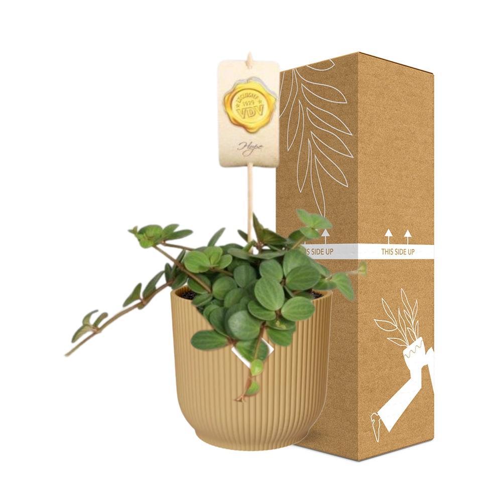Peperomia 'Hope' in ELHO Vibes Fold 14cm geel